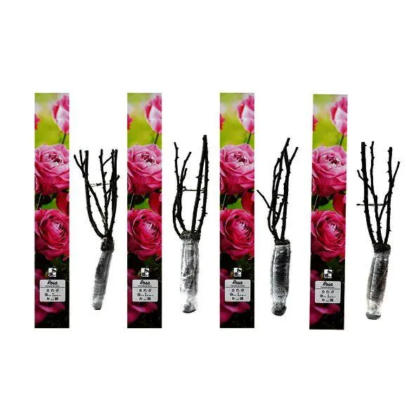 Duftrosen 'Parfumé de Paris', rosa, 4er Set