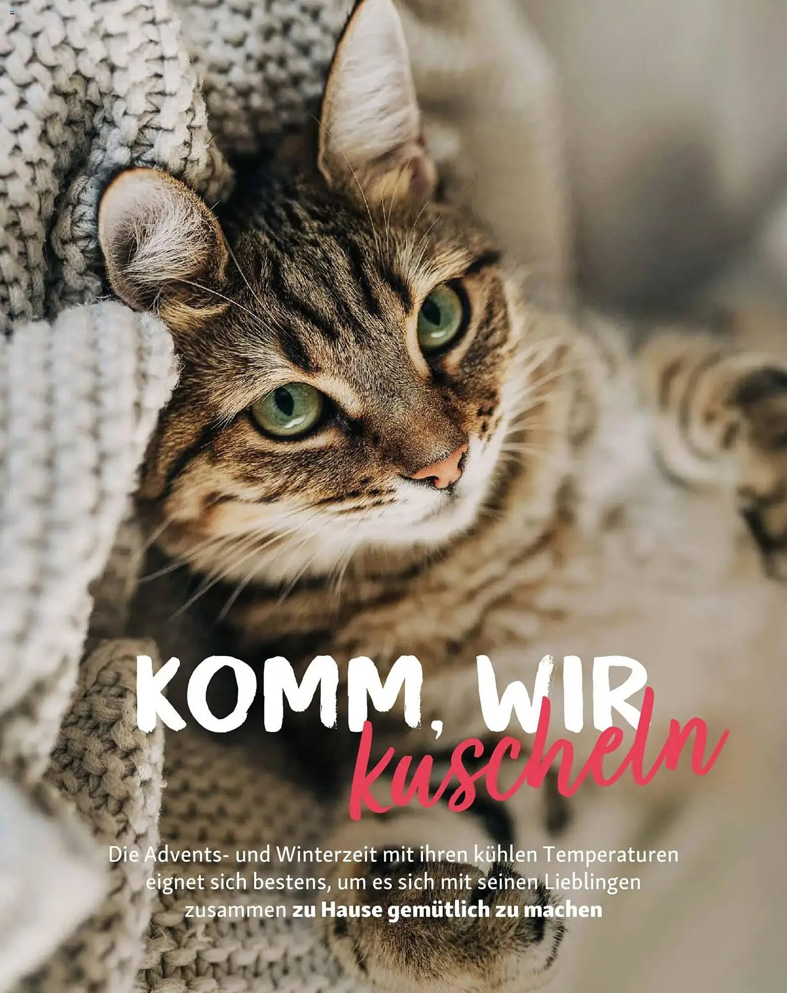 Fressnapf Magazin von 1. November bis 31. Dezember 2025 - Prospekt seite 11