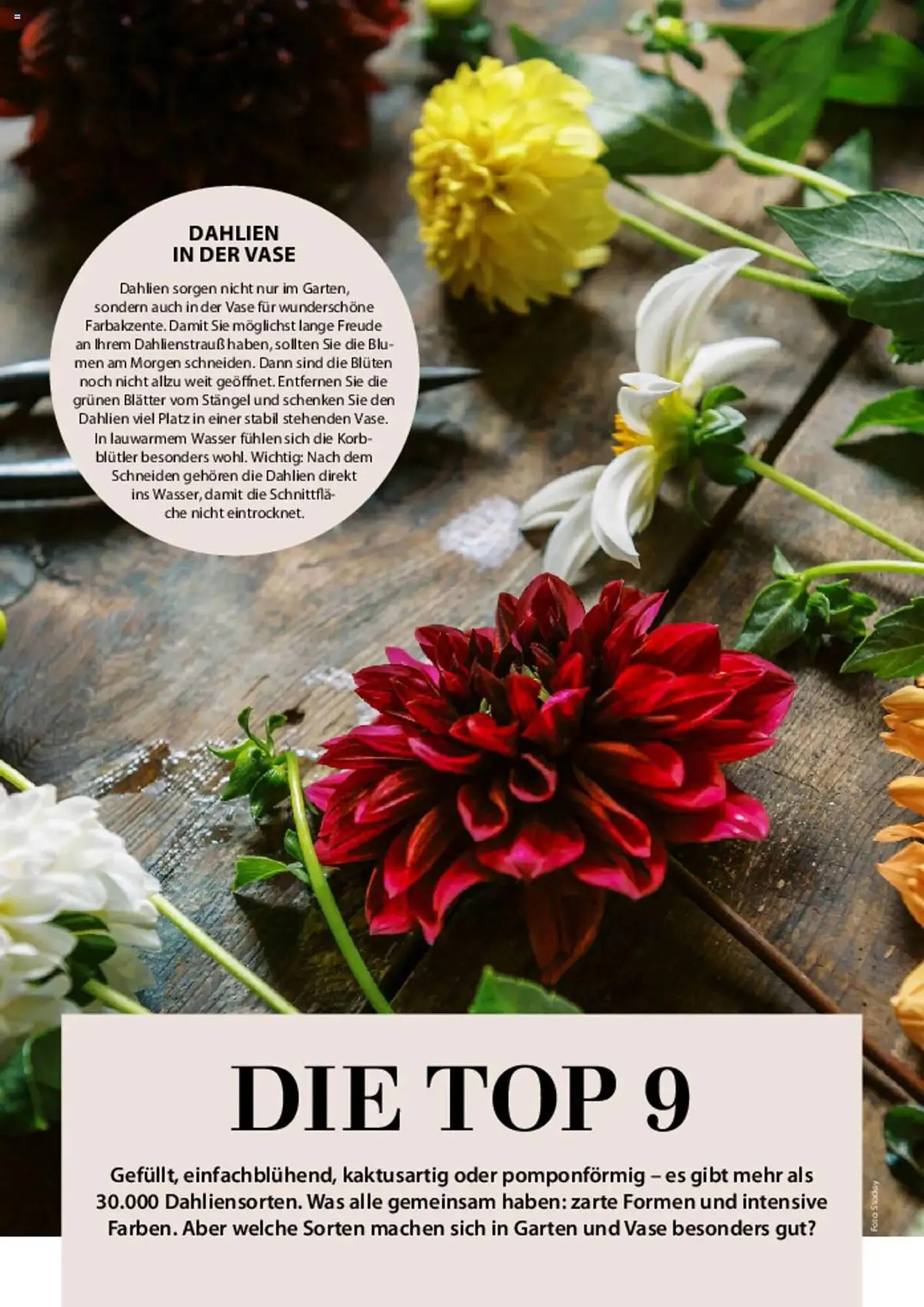 Dehner Prospekt von 6. März bis 9. Juni 2025 - Prospekt seite 58