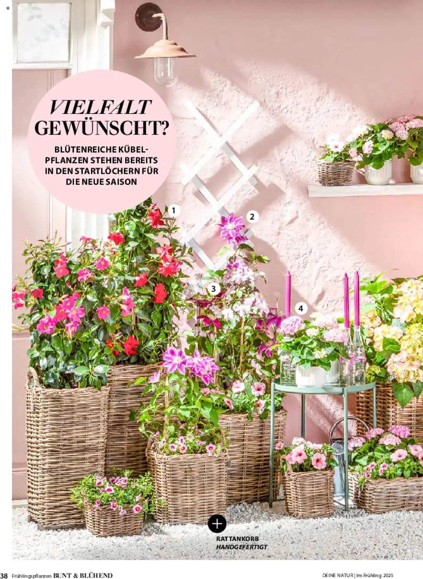 Dehner Prospekt von 6. März bis 9. Juni 2025 - Prospekt seite 38