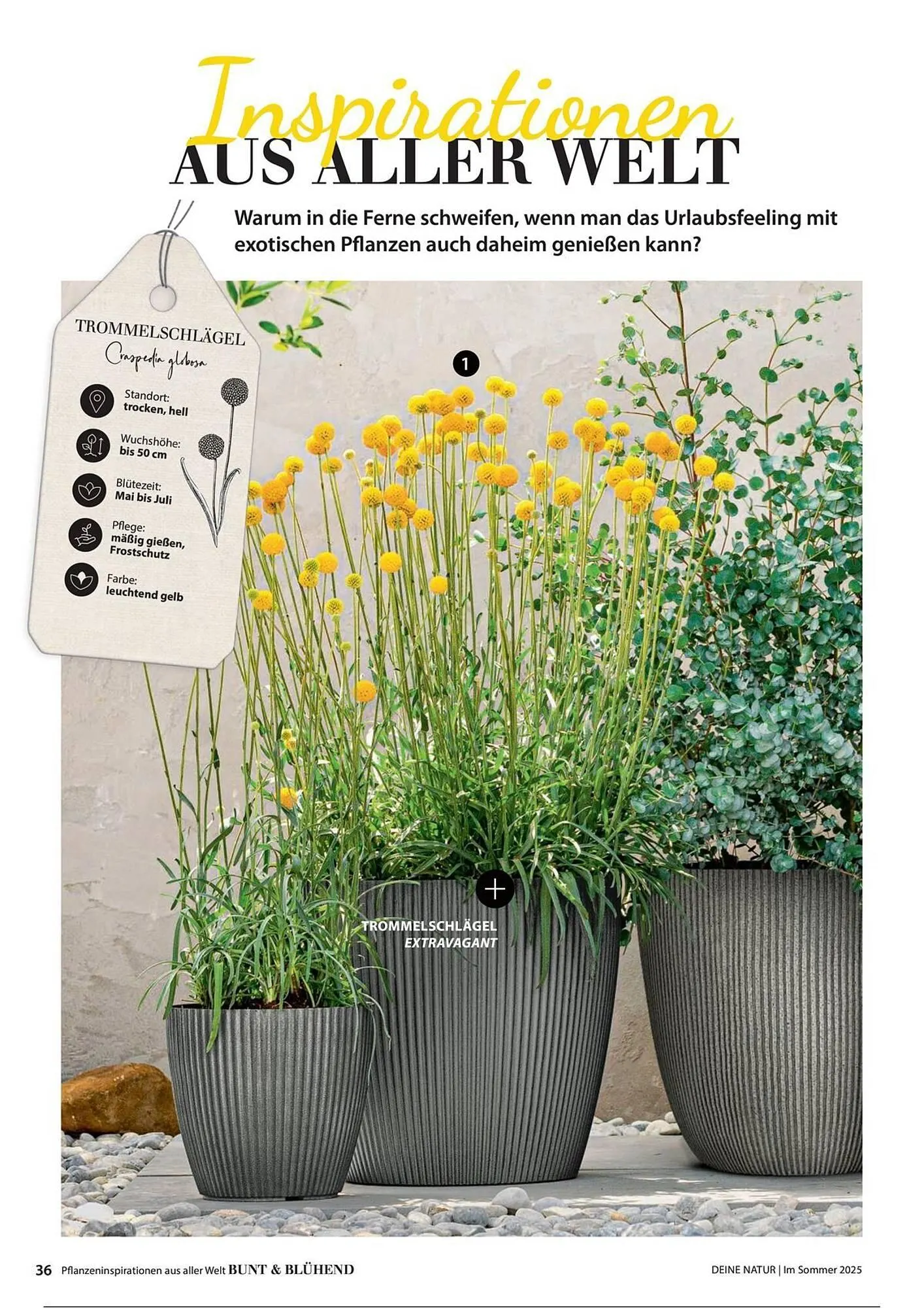 Dehner Prospekt von 1. Juli bis 31. Dezember 2025 - Prospekt seite 36