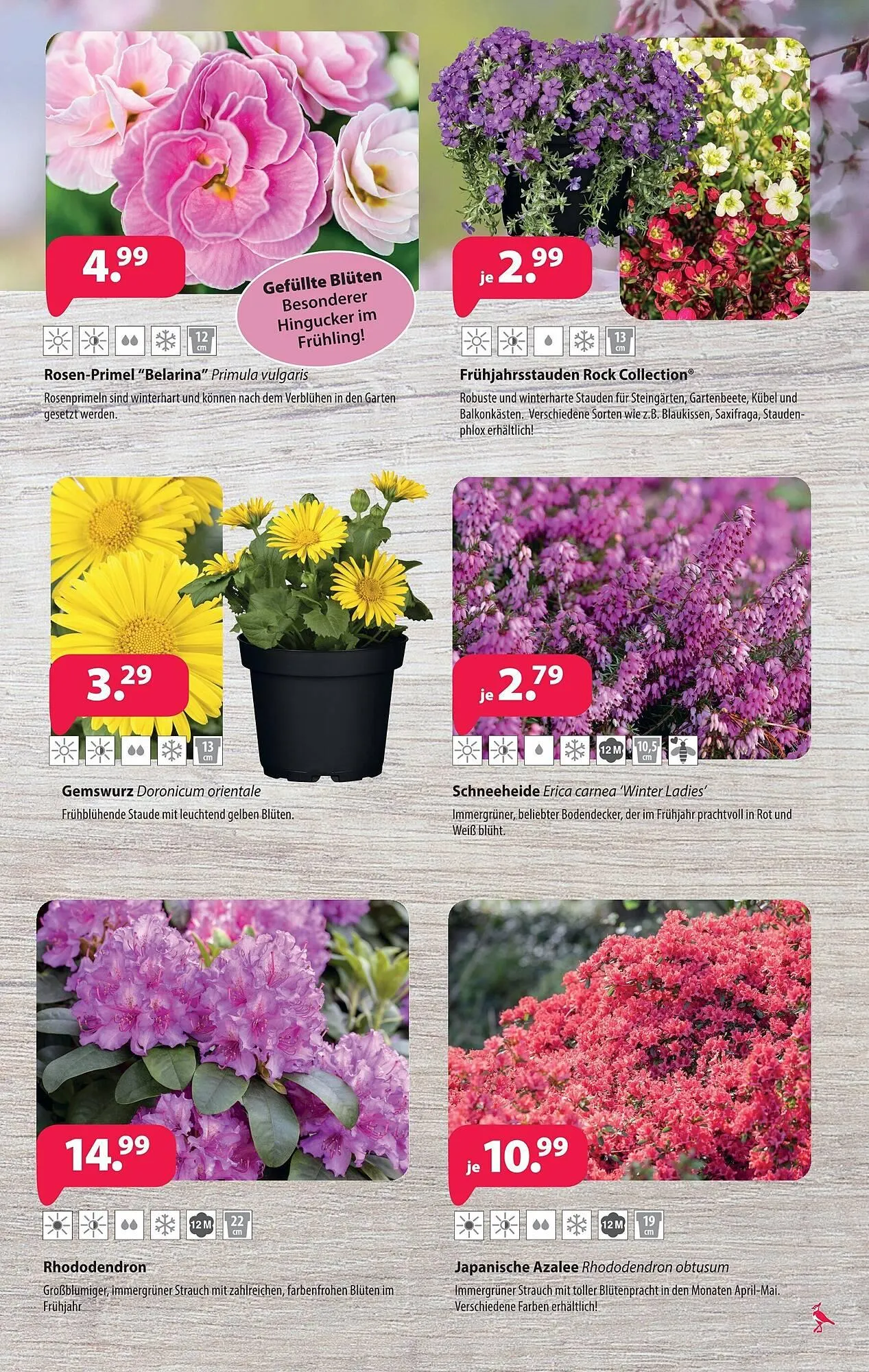 Kiebitzmarkt Prospekt von 7. März bis 14. März 2026 - Prospekt seite 11