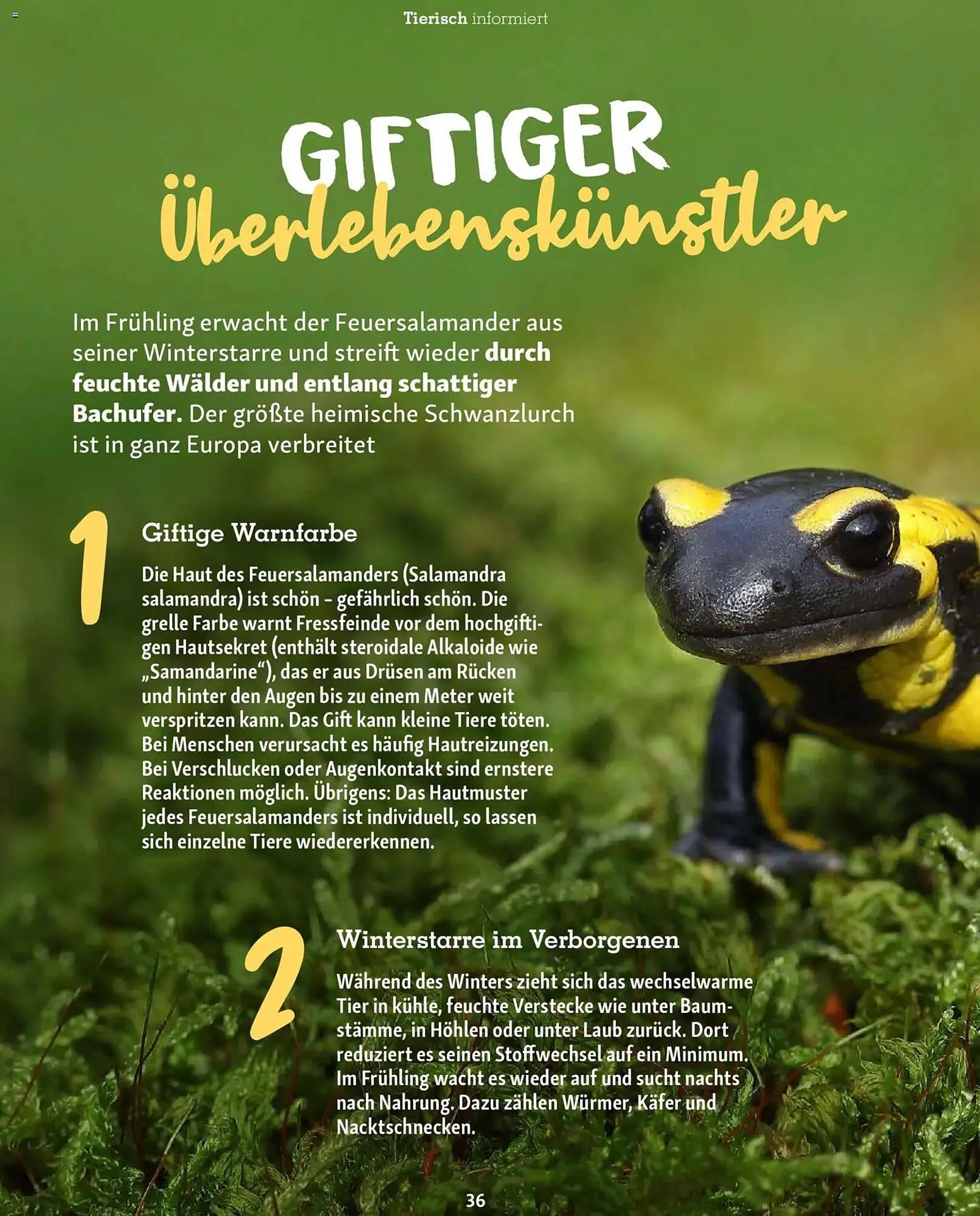 Fressnapf Magazin von 2. März bis 30. April 2026 - Prospekt seite 36