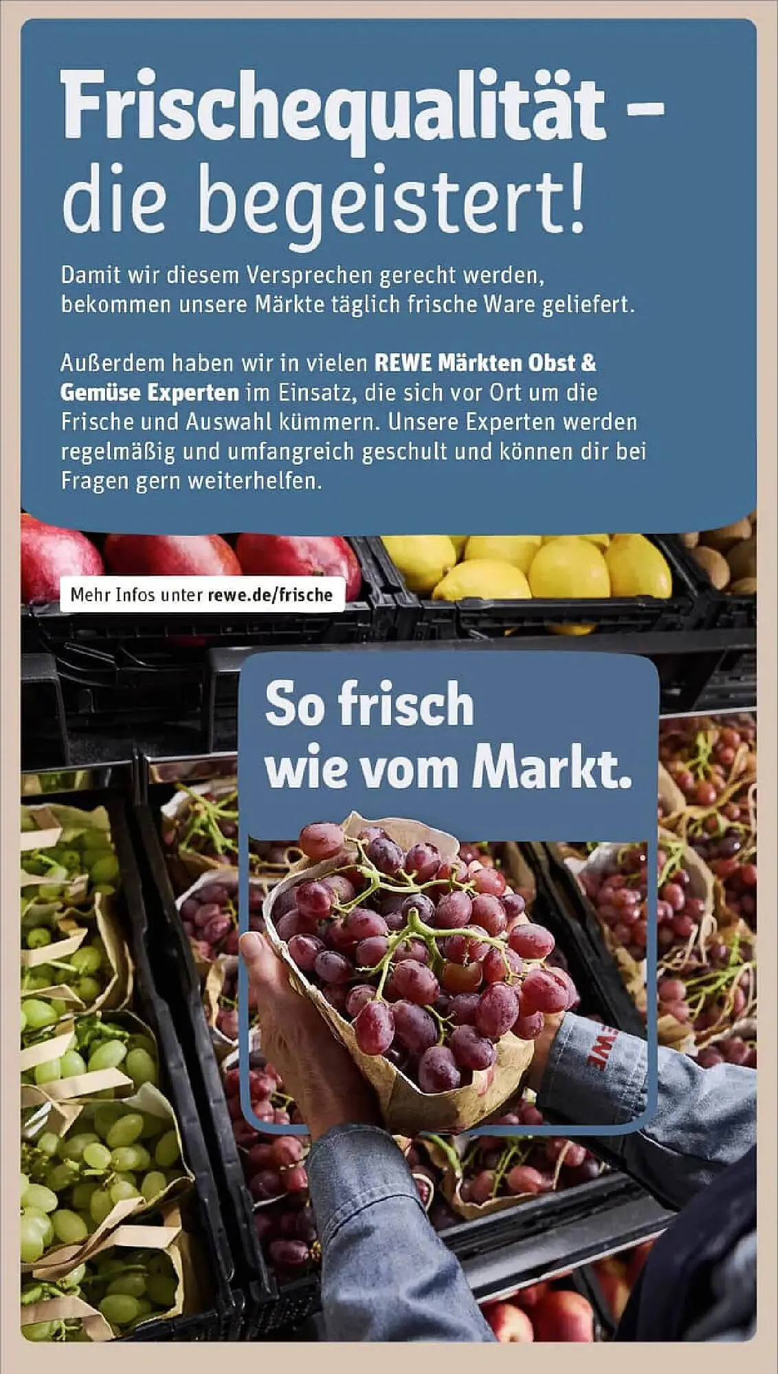 REWE Prospekt von 11. Januar bis 18. Januar 2026 - Prospekt seite 24