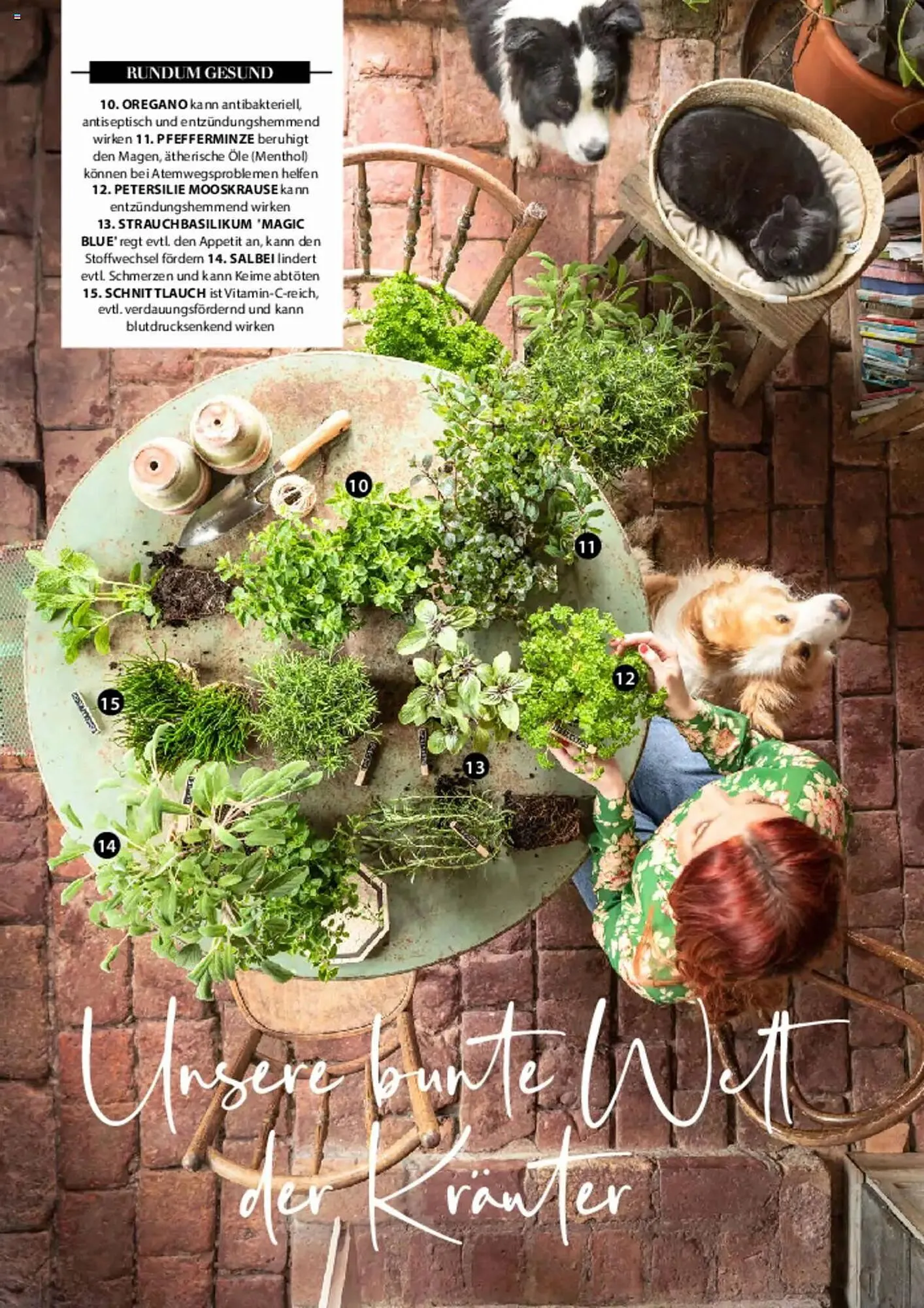 Dehner Prospekt von 6. März bis 9. Juni 2025 - Prospekt seite 17