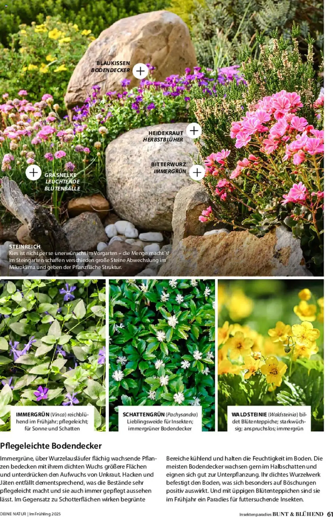 Dehner Prospekt von 6. März bis 9. Juni 2025 - Prospekt seite 61