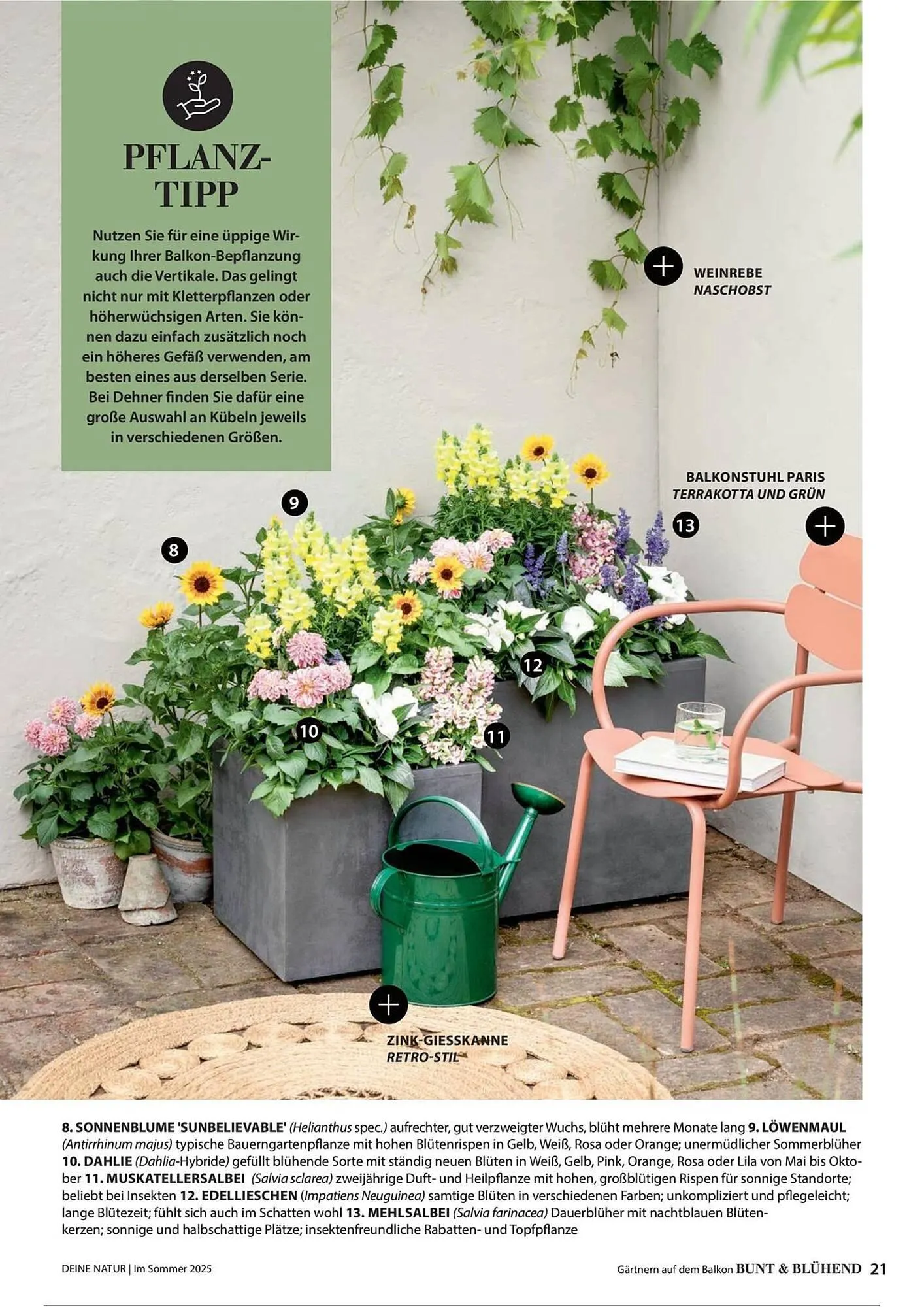 Dehner Prospekt von 1. Juli bis 31. Dezember 2025 - Prospekt seite 21