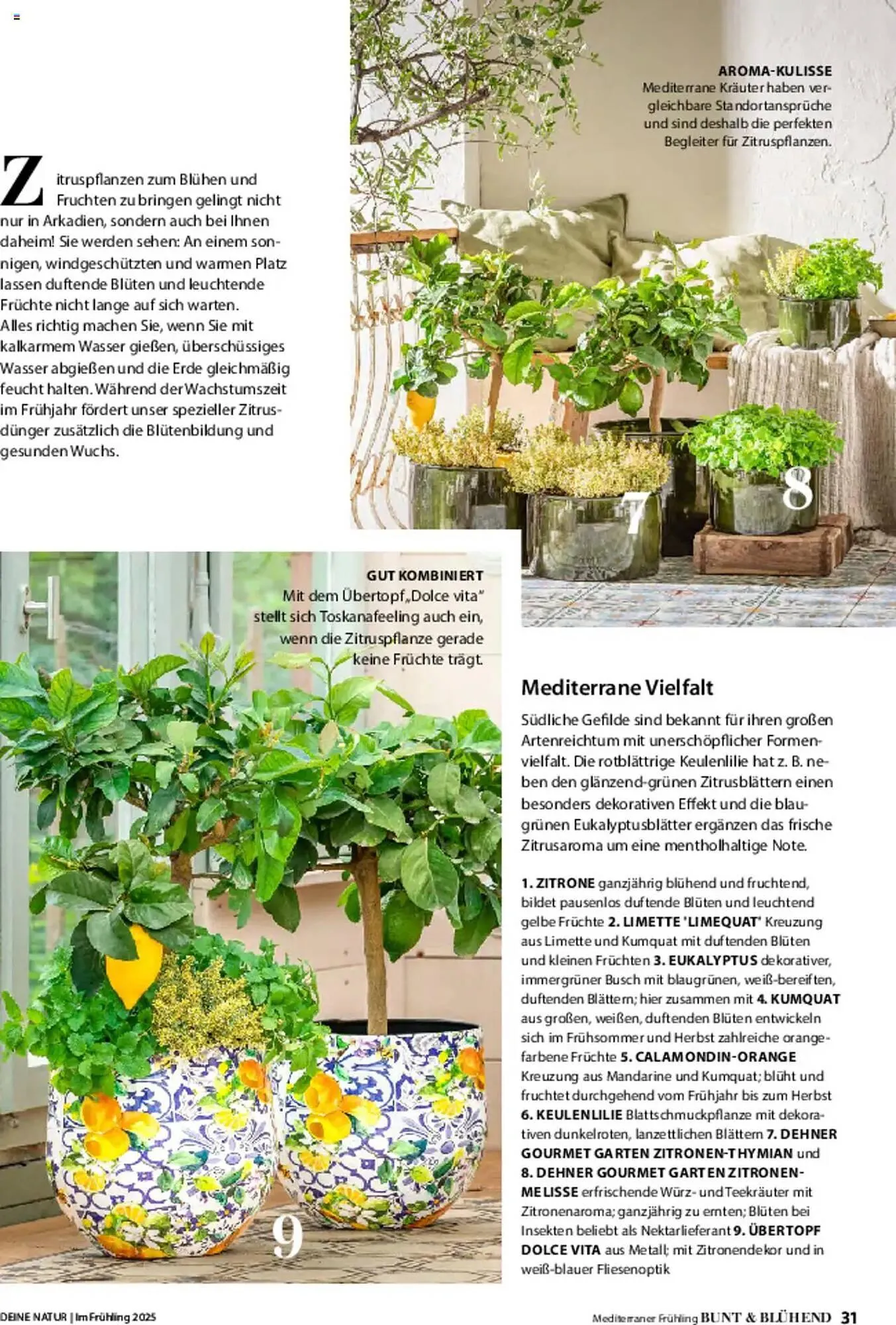 Dehner Prospekt von 6. März bis 9. Juni 2025 - Prospekt seite 31