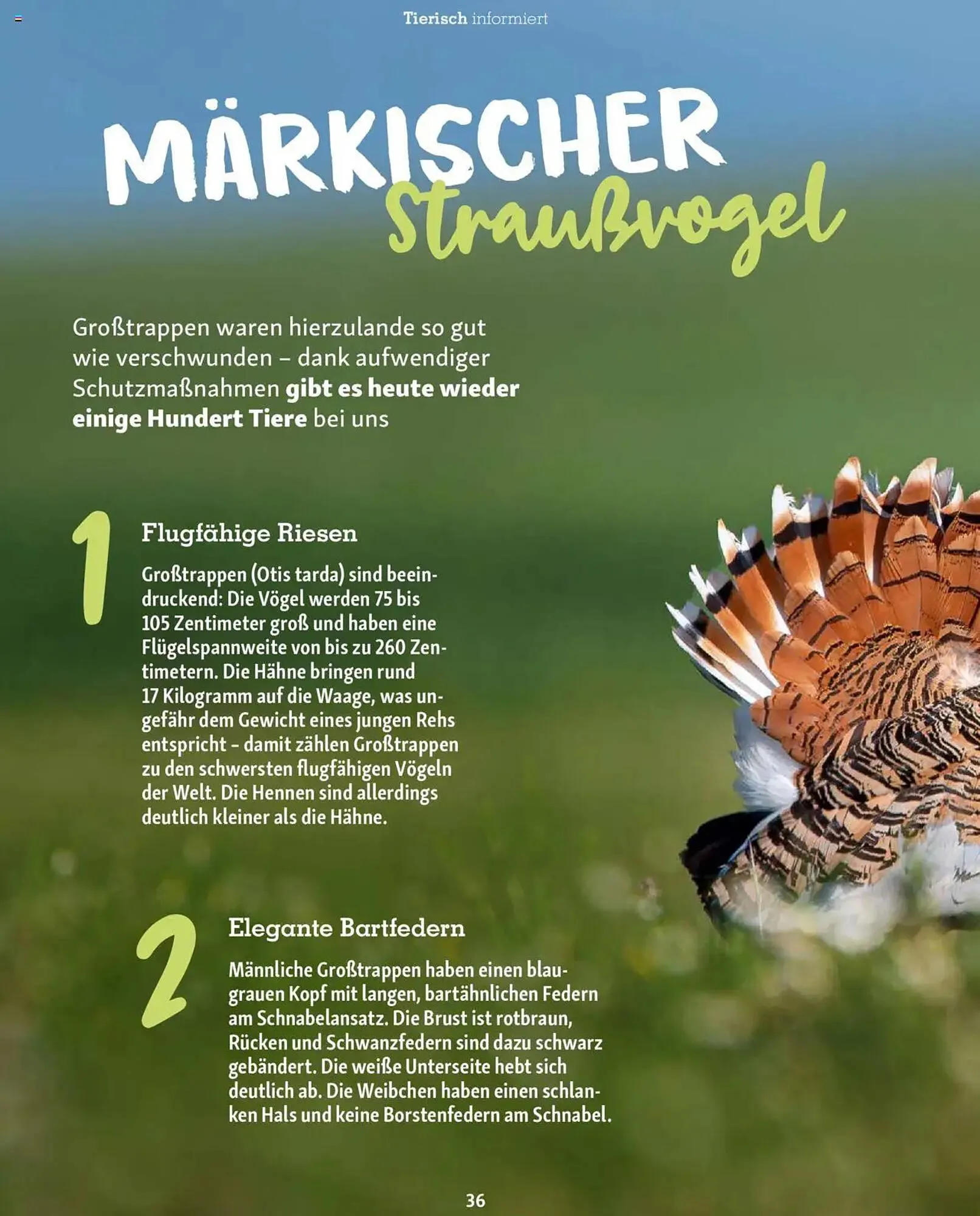 Fressnapf Prospekt von 1. Mai bis 30. Juni 2025 - Prospekt seite 36