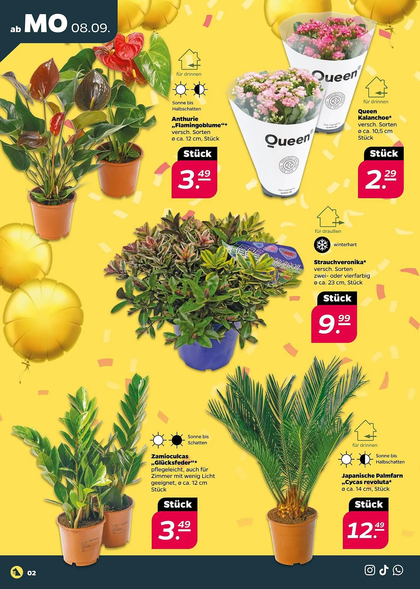 NETTO Prospekt von 8. September bis 13. September 2025 - Prospekt seite 2