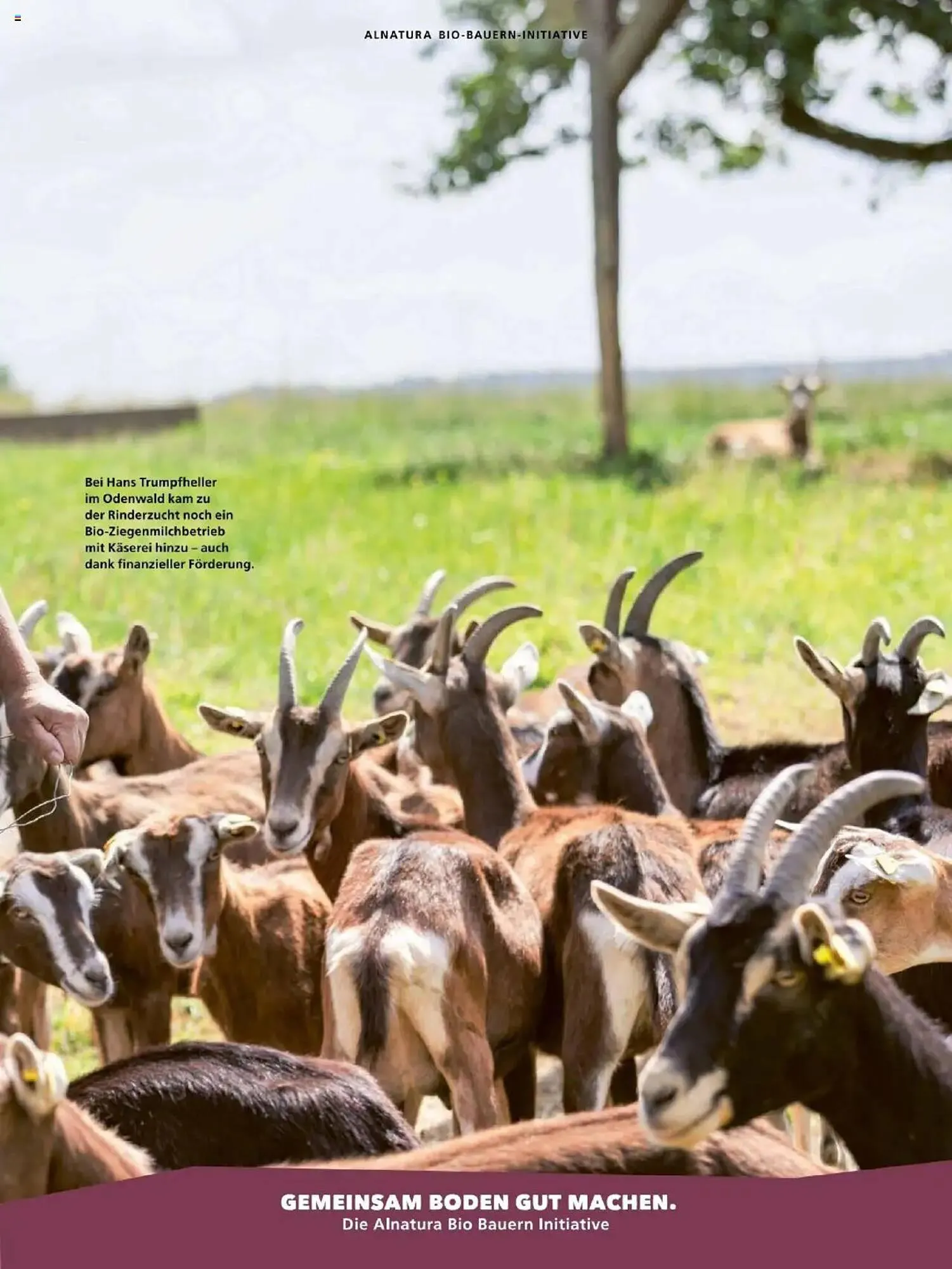 Alnatura Prospekt von 1. Oktober bis 31. Oktober 2025 - Prospekt seite 33