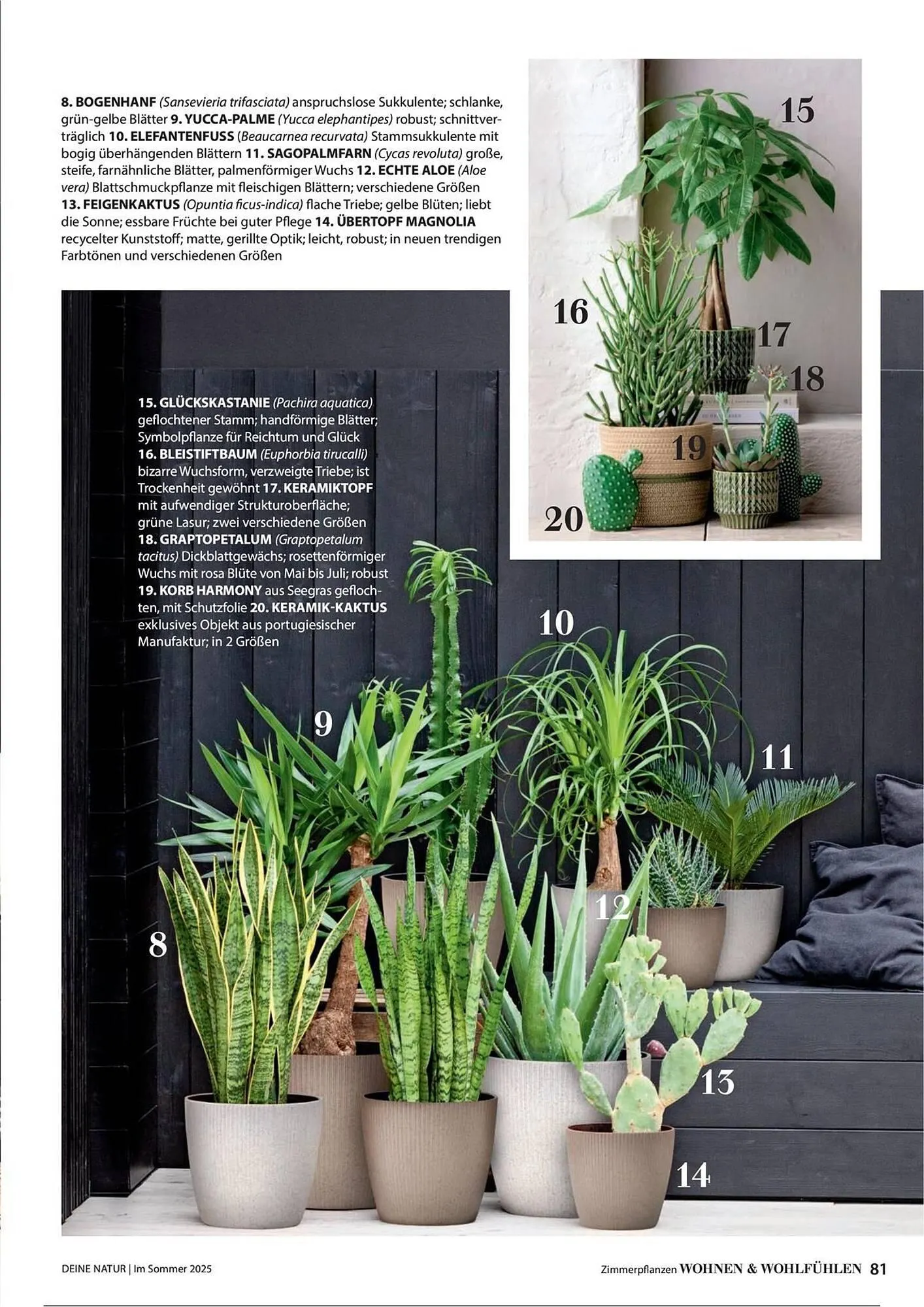 Dehner Prospekt von 1. Juli bis 31. Dezember 2025 - Prospekt seite 81