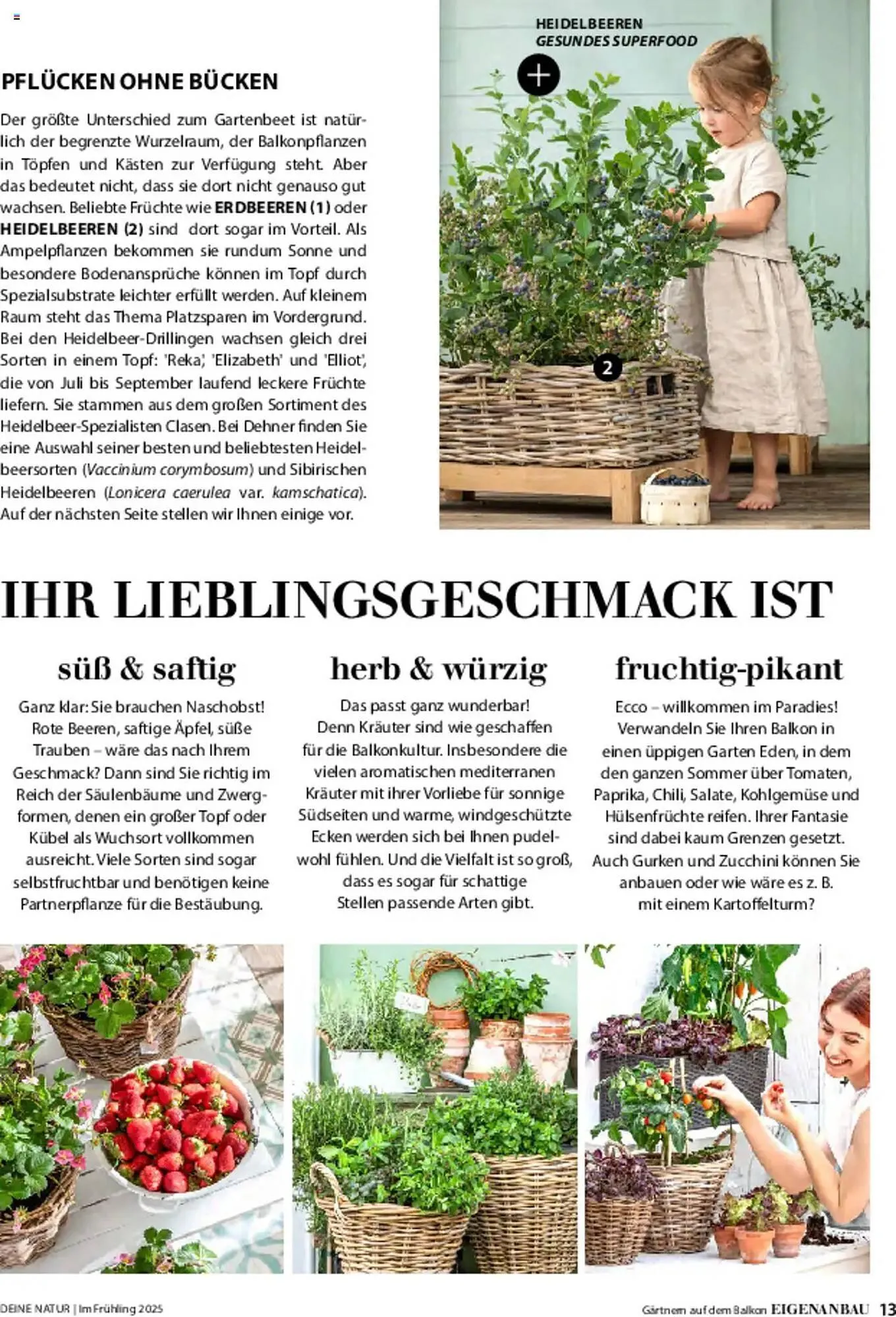 Dehner Prospekt von 6. März bis 9. Juni 2025 - Prospekt seite 13