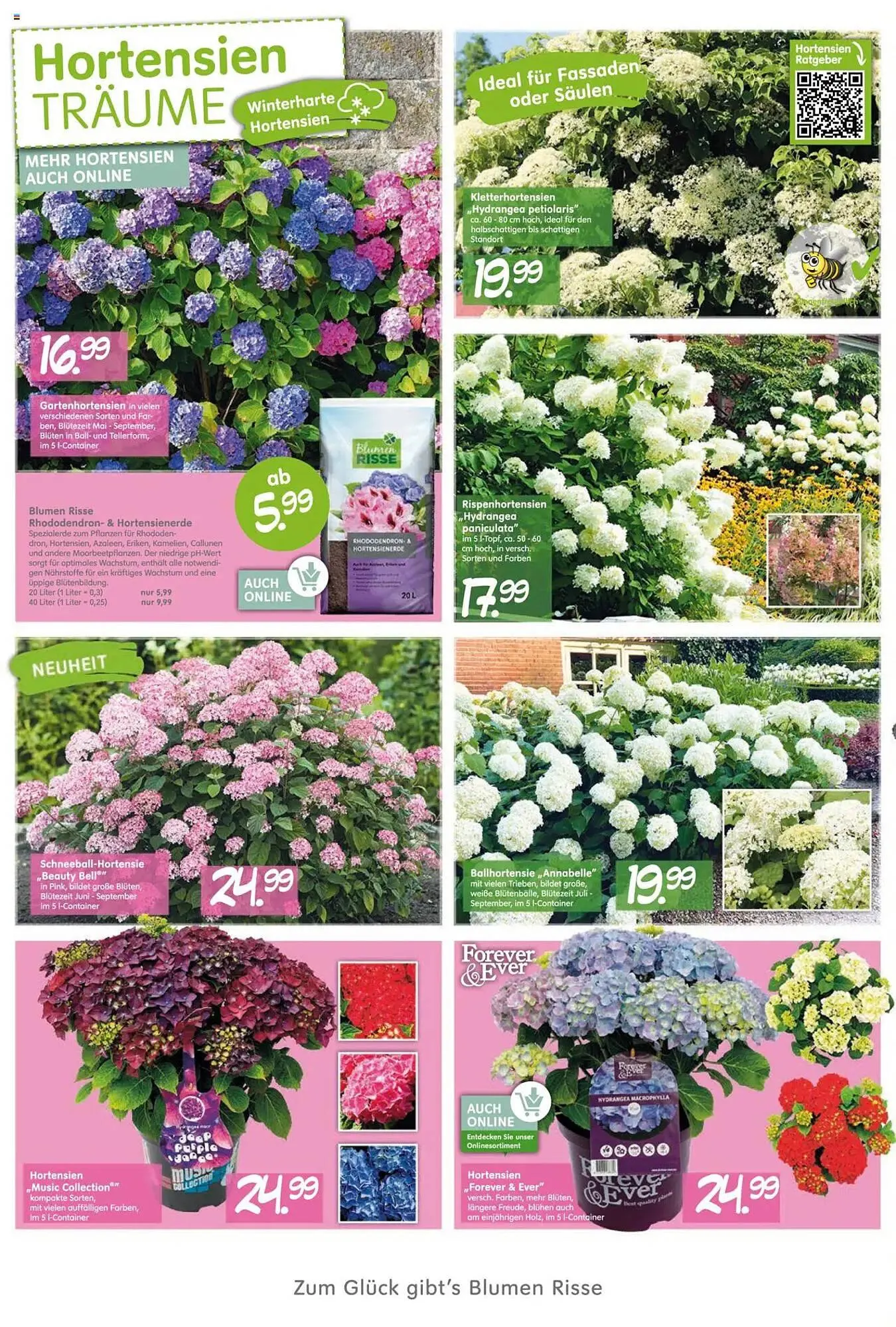 Blumen Risse Prospekt von 28. Mai bis 9. Juni 2025 - Prospekt seite 6