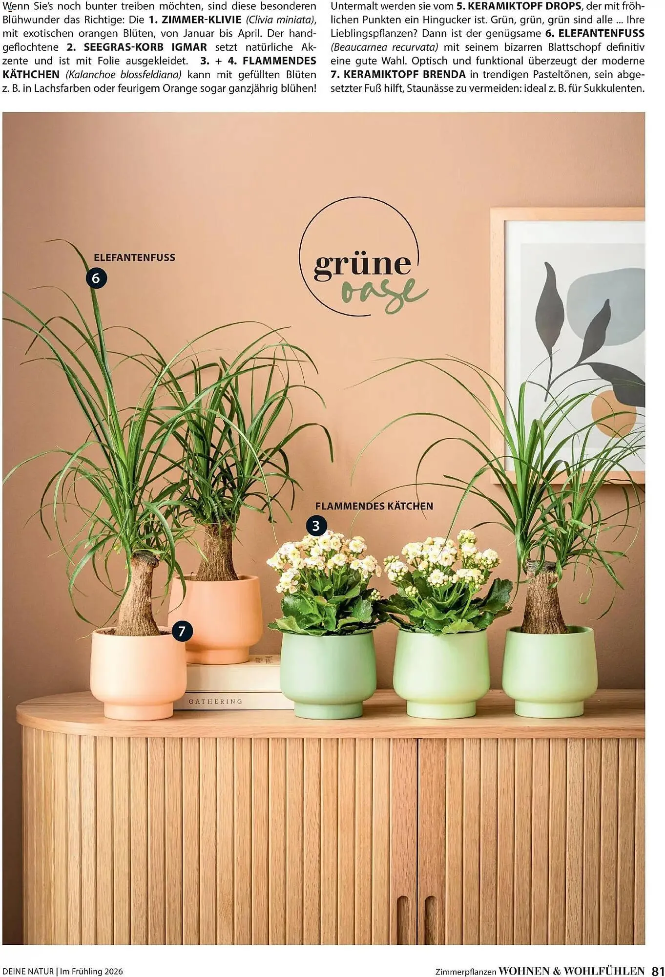 Dehner Prospekt von 4. März bis 31. Mai 2026 - Prospekt seite 81