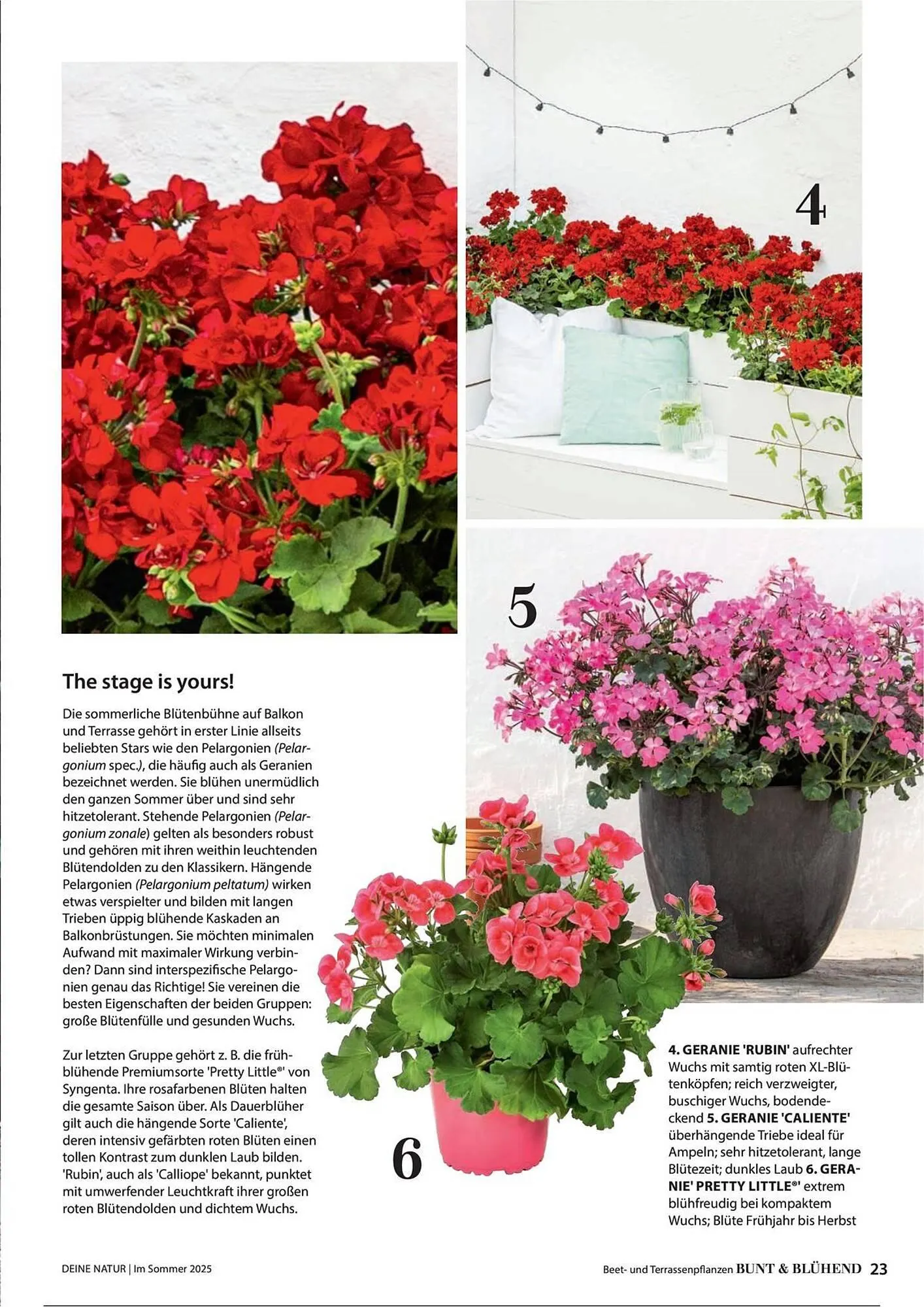 Dehner Prospekt von 1. Juli bis 31. Dezember 2025 - Prospekt seite 23