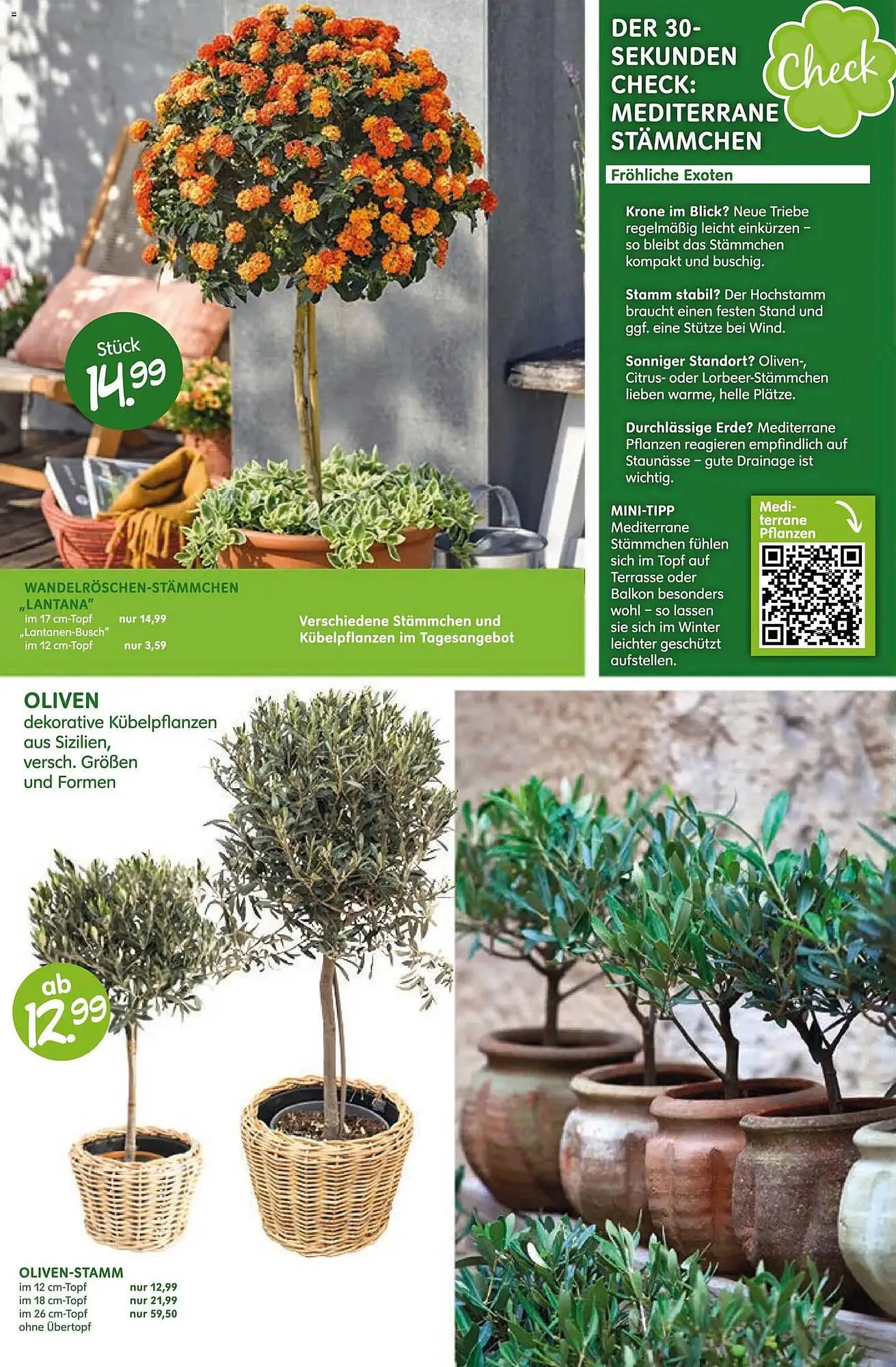 Blumen Risse Prospekt von 16. April bis 26. April 2026 - Prospekt seite 6