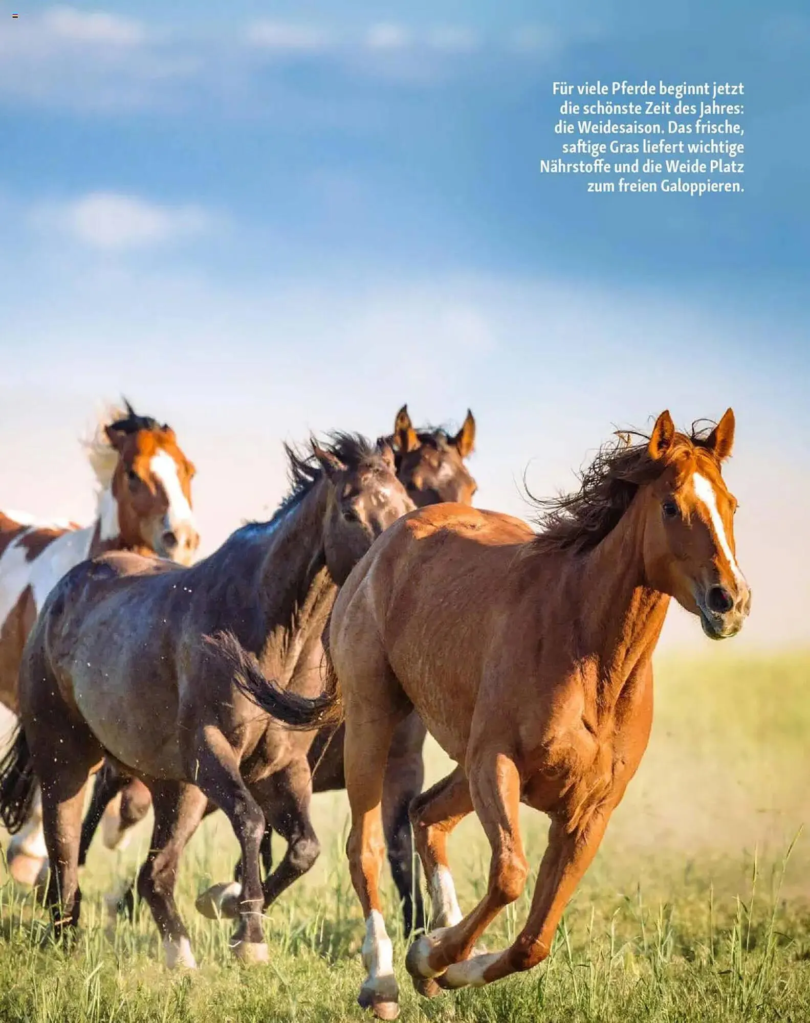 Fressnapf Prospekt von 1. Mai bis 30. Juni 2025 - Prospekt seite 15