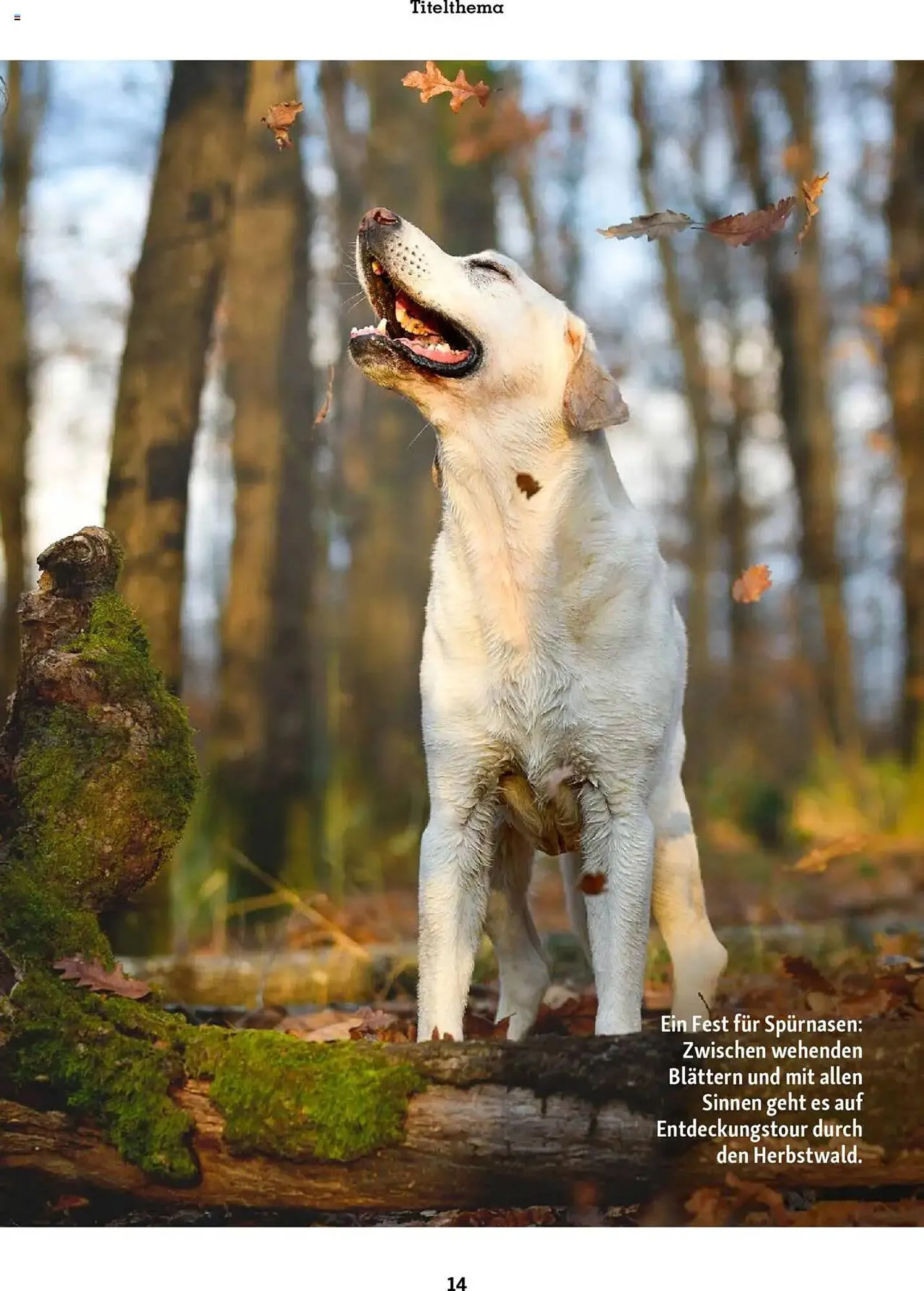 Fressnapf Magazin von 1. September bis 31. Oktober 2025 - Prospekt seite 14