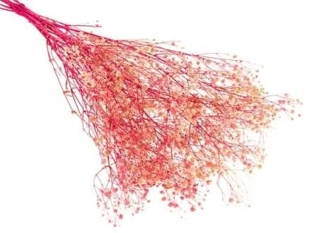 Schleierkraut, pink, 60 cm