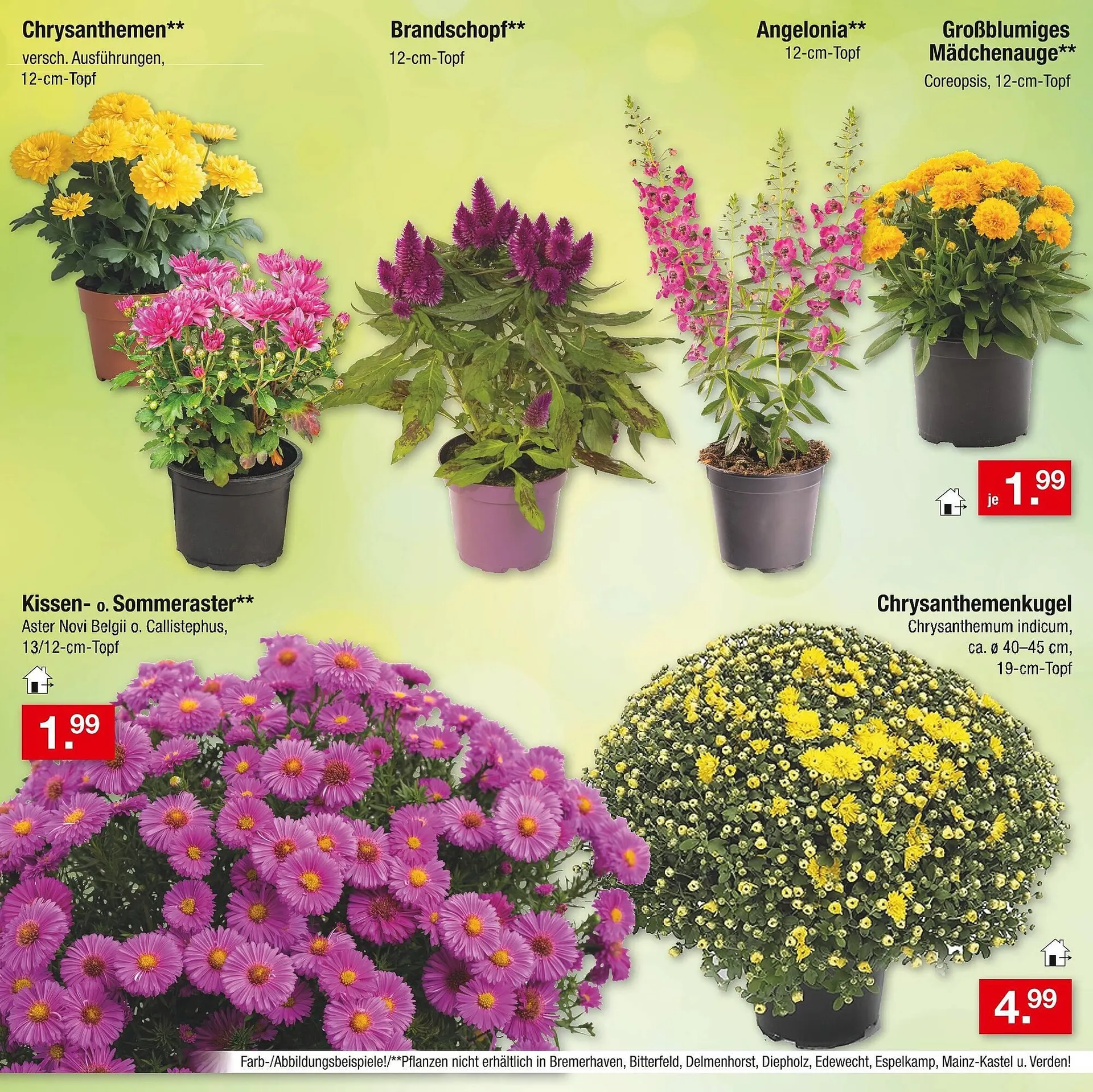 Zimmermann Prospekt von 30. Juni bis 6. Juli 2025 - Prospekt seite 31