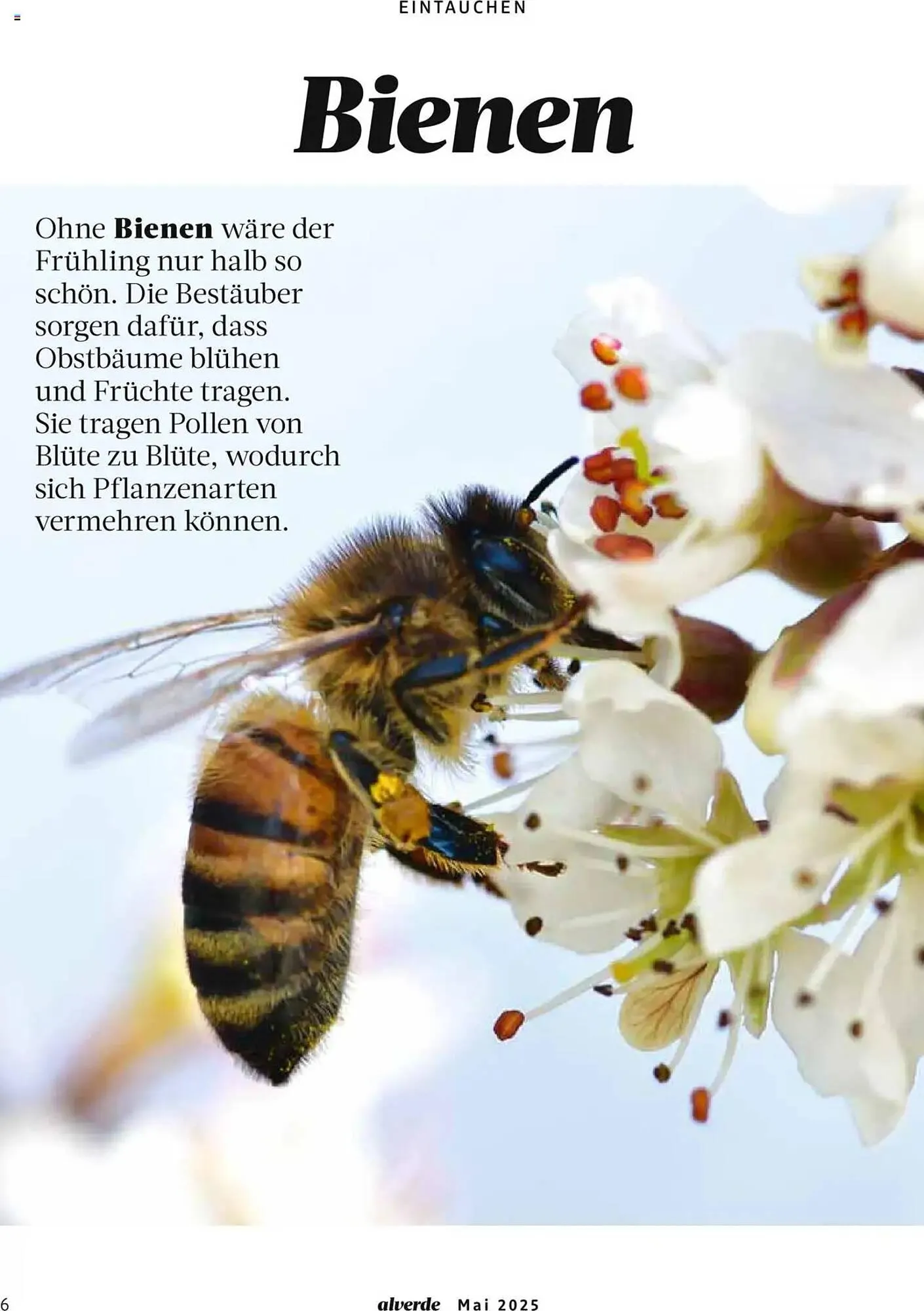 dm drogerie Prospekt von 1. Mai bis 31. Mai 2025 - Prospekt seite 6