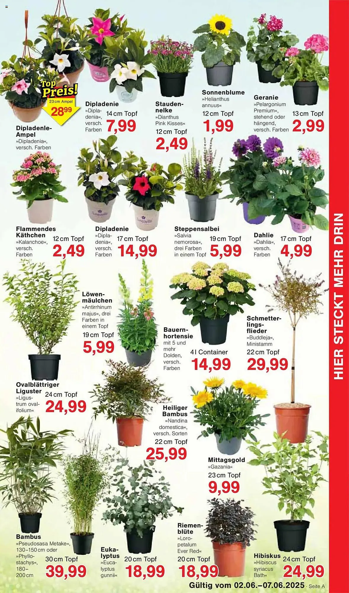 Jawoll Prospekt von 2. Juni bis 7. Juni 2025 - Prospekt seite 7