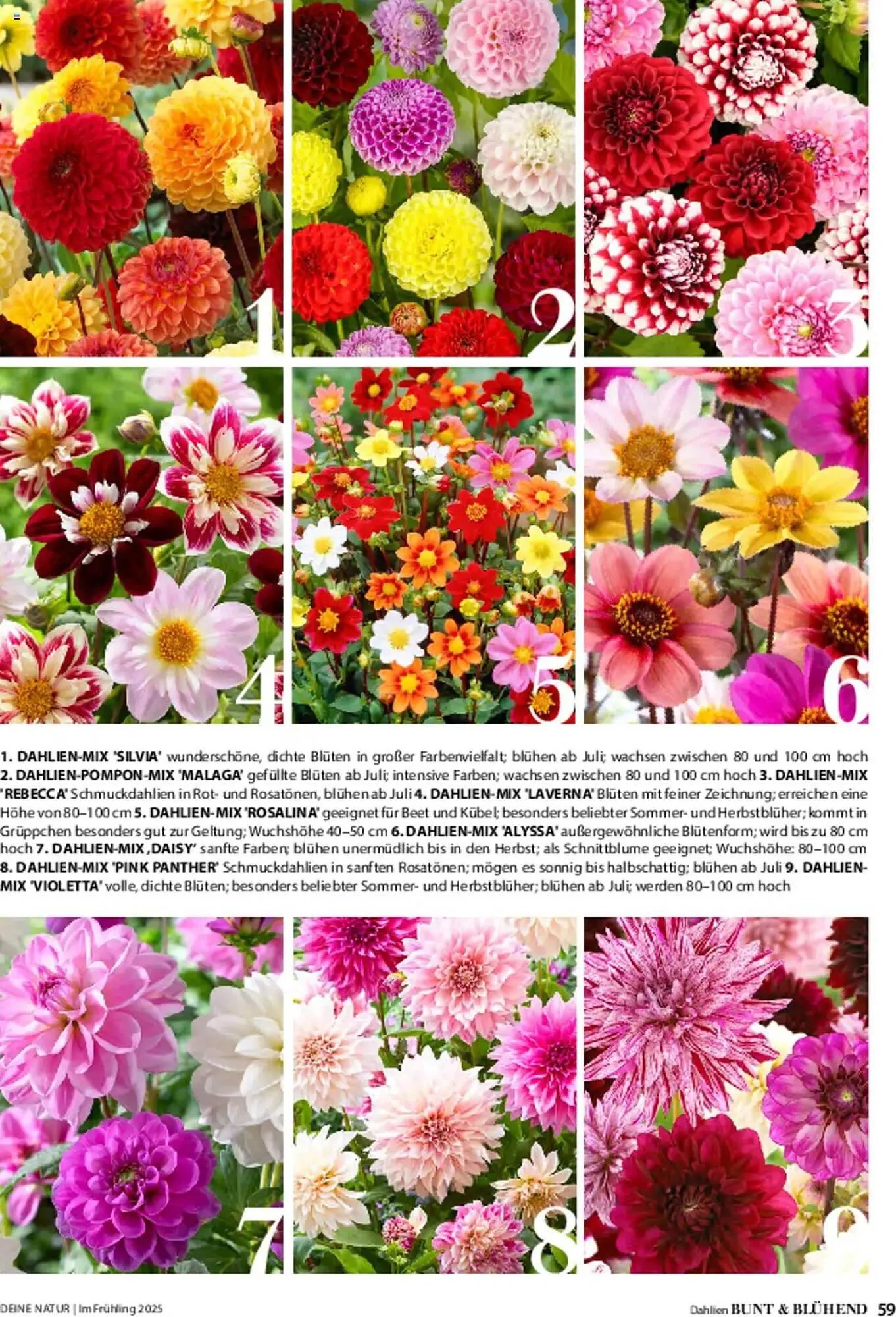 Dehner Prospekt von 6. März bis 9. Juni 2025 - Prospekt seite 59