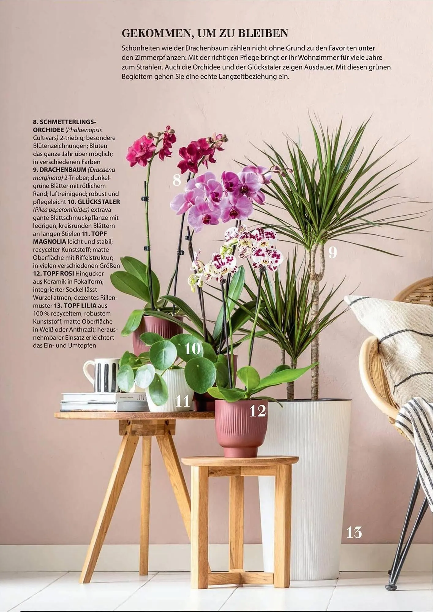 Dehner Prospekt von 1. Juli bis 31. Dezember 2025 - Prospekt seite 79