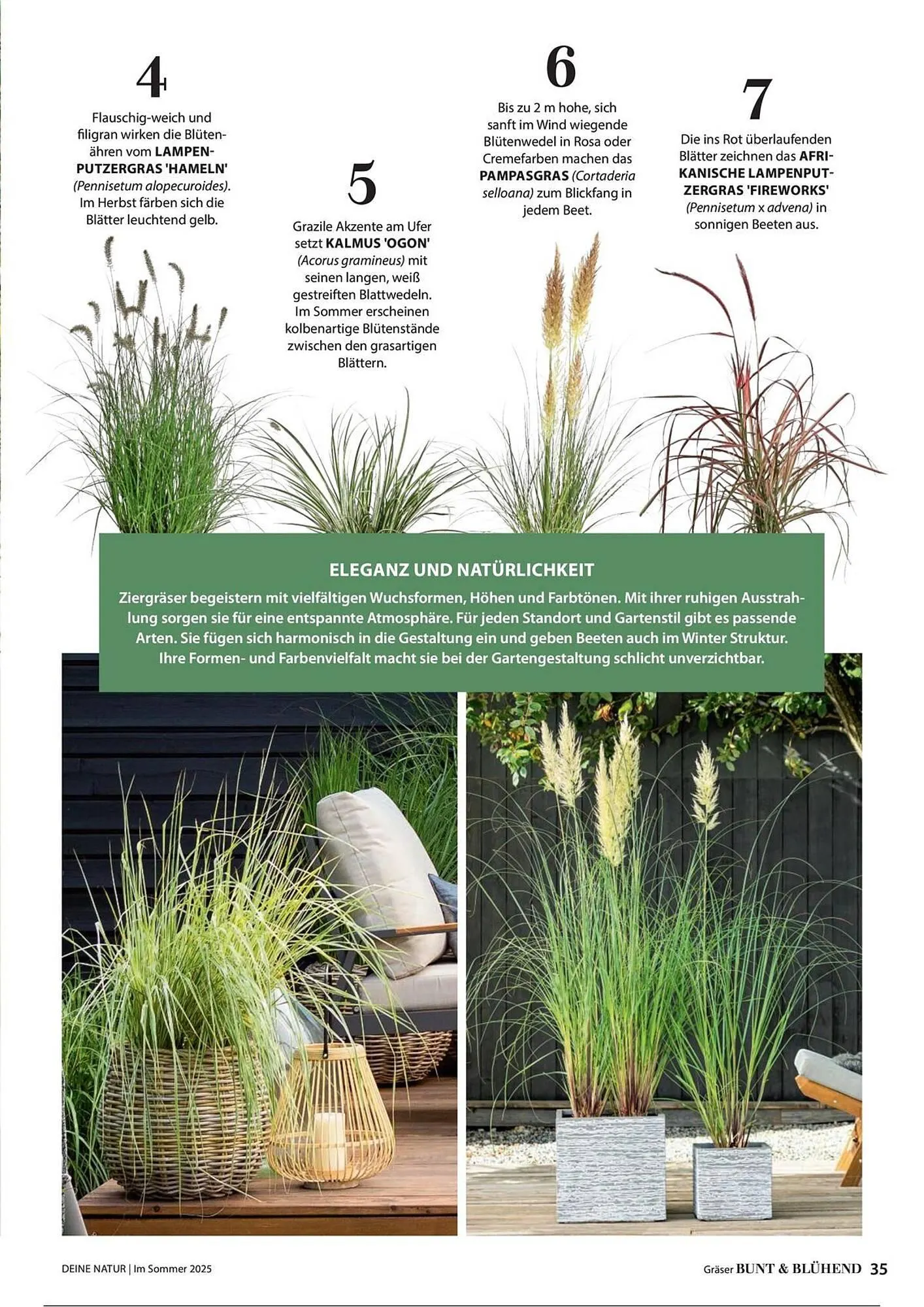 Dehner Prospekt von 1. Juli bis 31. Dezember 2025 - Prospekt seite 35