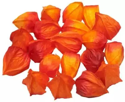 Deko-Physalis, 24 Stück