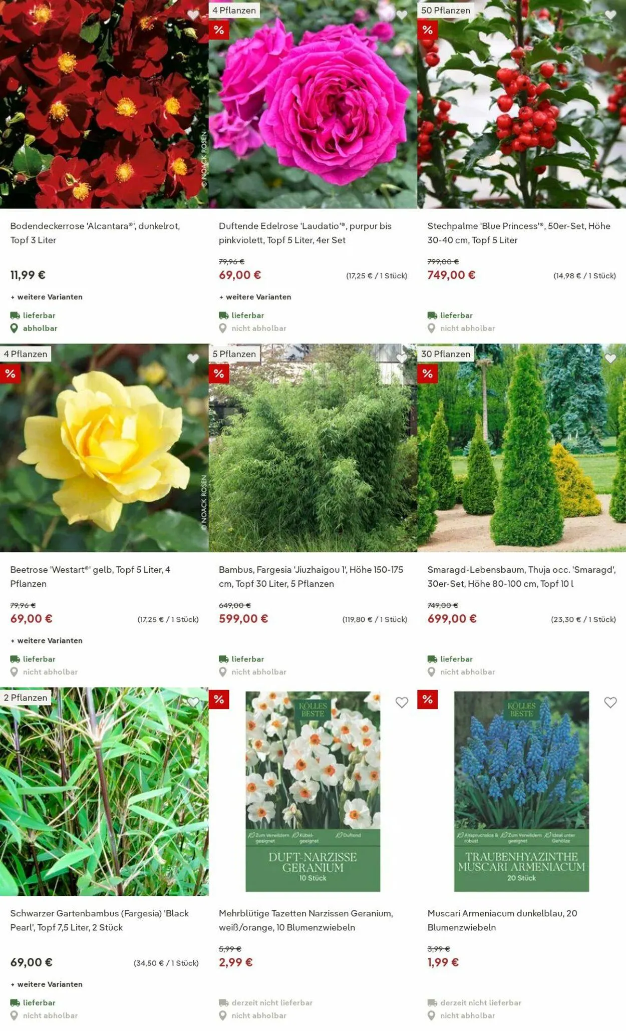 Pflanzen-Kölle Aktueller Prospekt von 15. Dezember bis 24. Dezember 2025 - Prospekt seite 8