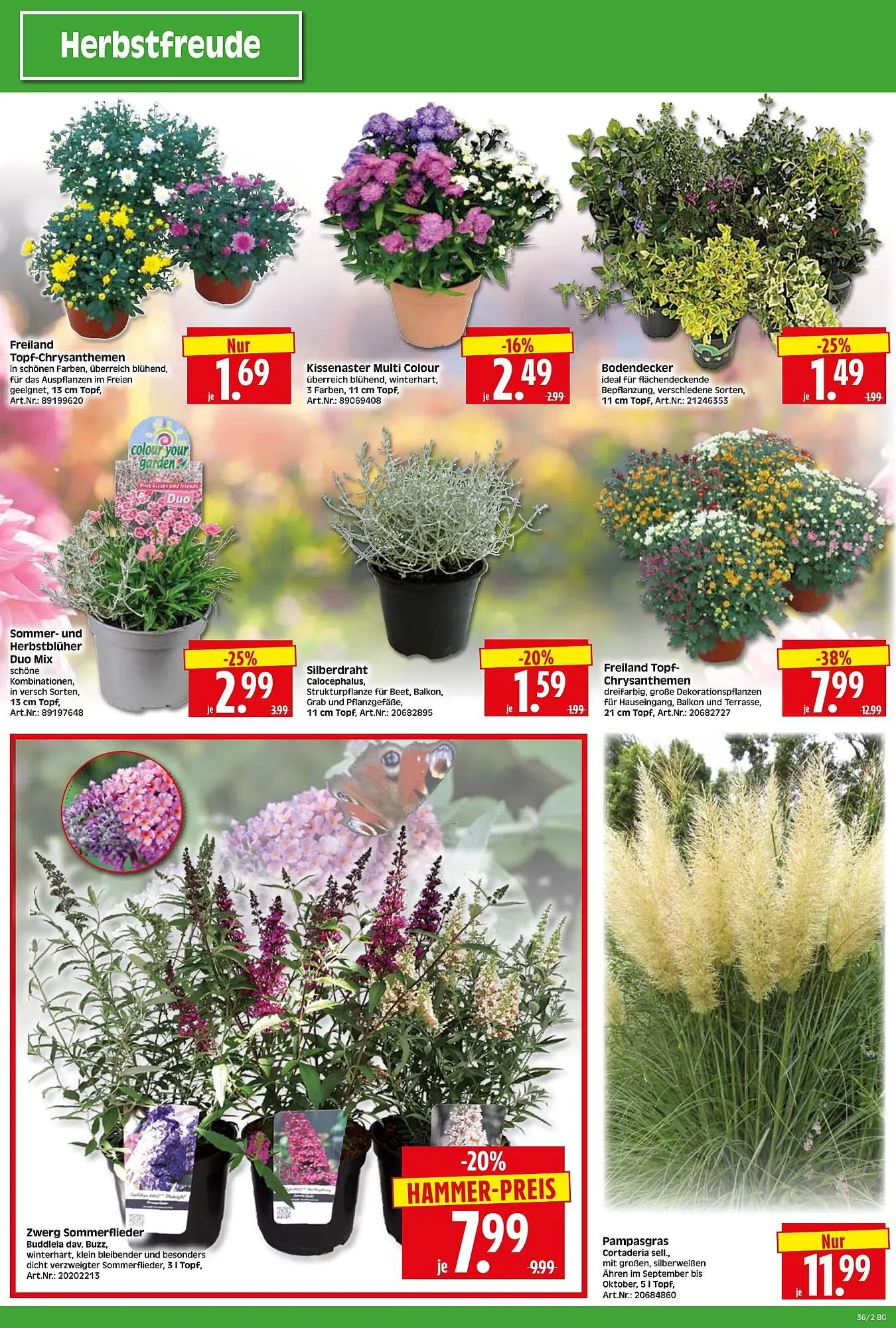 Herkules Baumarkt Prospekt von 1. September bis 6. September 2025 - Prospekt seite 2