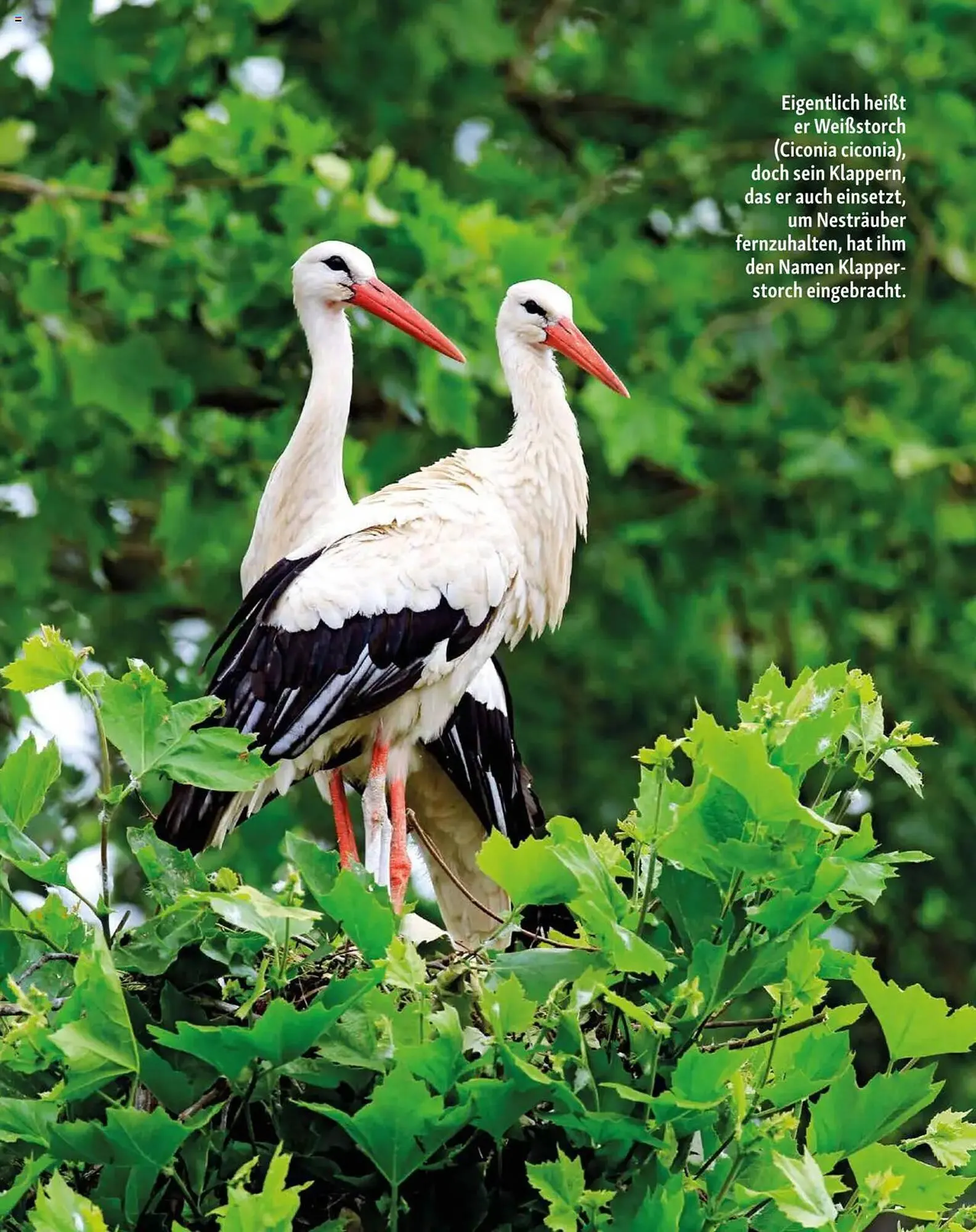 Fressnapf Prospekt von 1. März bis 2. Mai 2025 - Prospekt seite 12