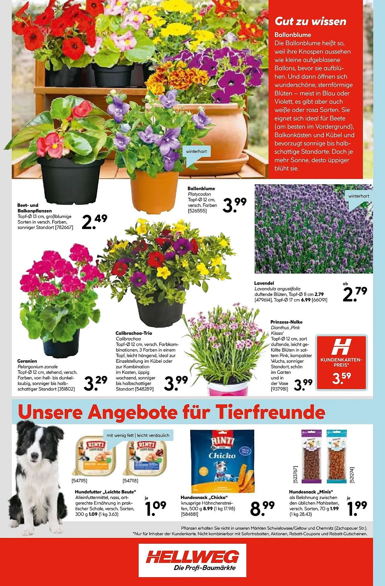 Hellweg Prospekt von 16. Juni bis 21. Juni 2025 - Prospekt seite 22