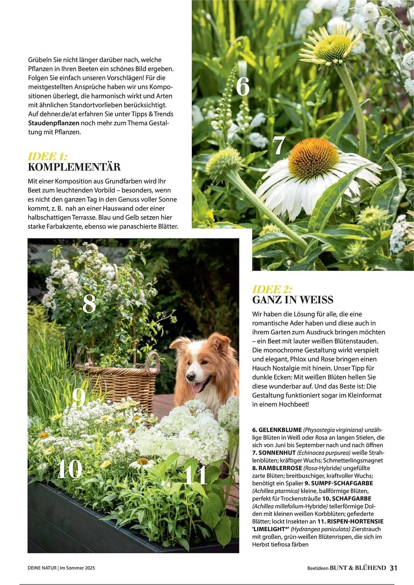 Dehner Prospekt von 1. Juli bis 31. Dezember 2025 - Prospekt seite 31