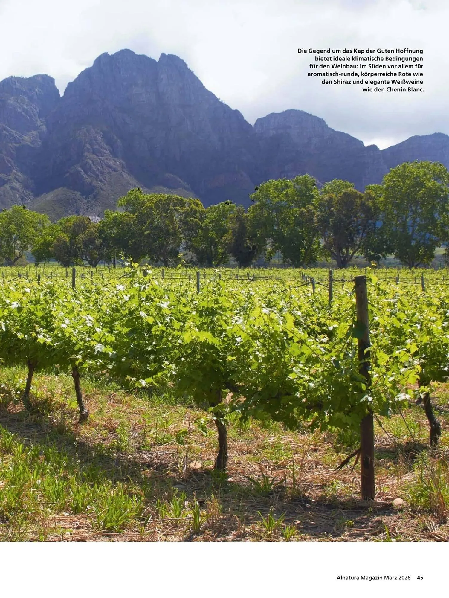 Alnatura Magazin von 4. März bis 1. April 2026 - Prospekt seite 45