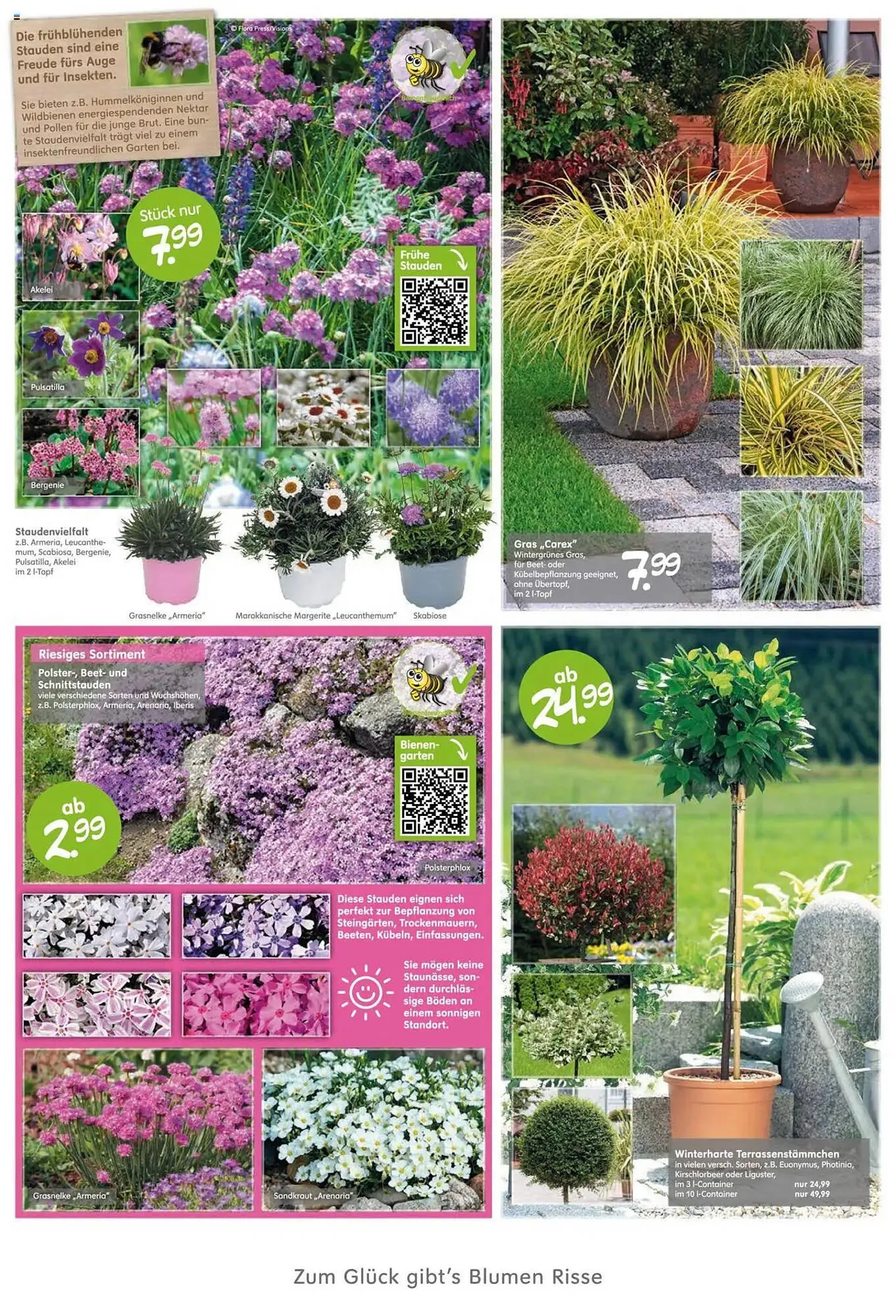 Blumen Risse Prospekt von 27. März bis 6. April 2025 - Prospekt seite 6