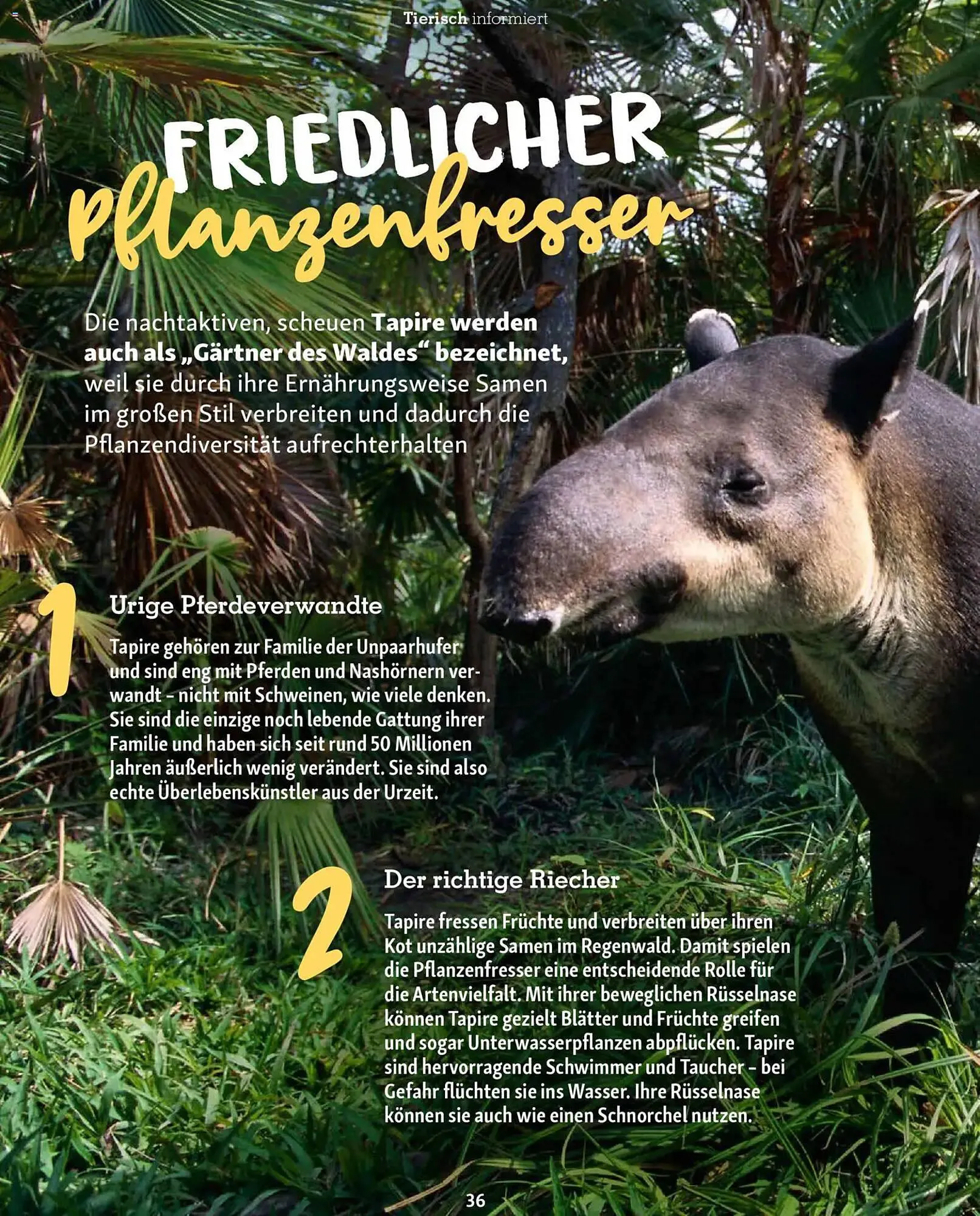 Fressnapf Magazin von 1. Januar bis 28. Februar 2026 - Prospekt seite 36
