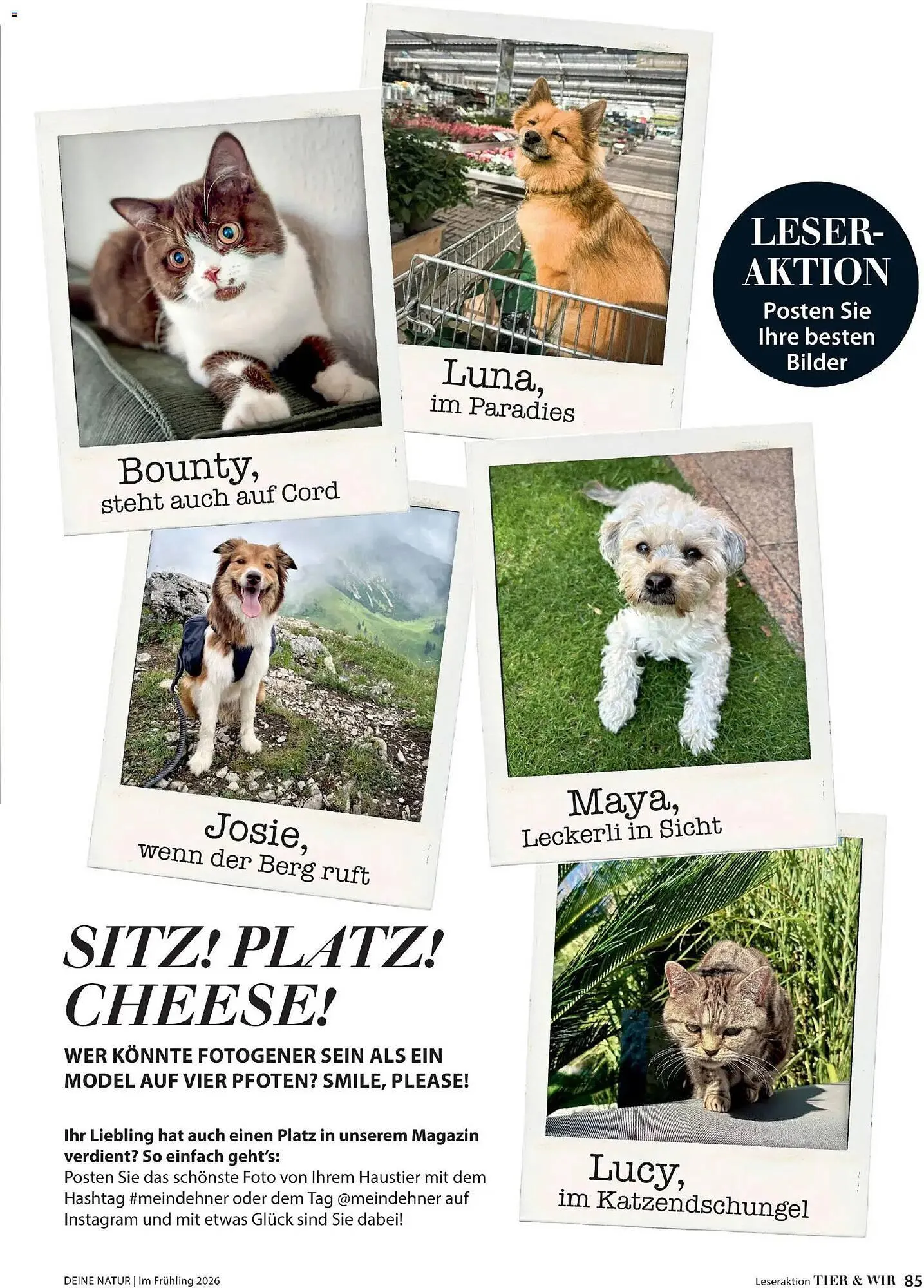 Dehner Prospekt von 4. März bis 31. Mai 2026 - Prospekt seite 85