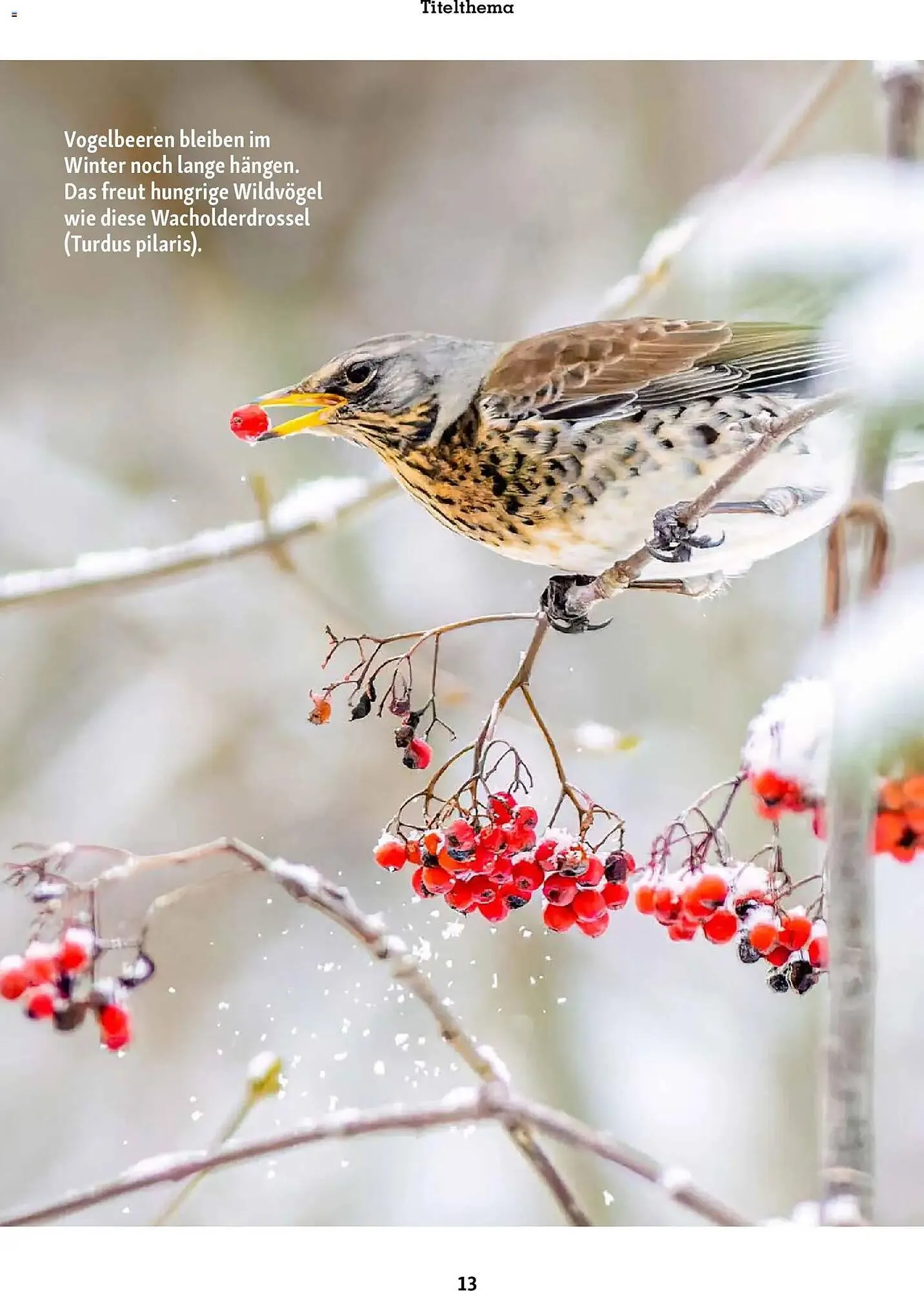 Fressnapf Magazin von 1. Januar bis 28. Februar 2026 - Prospekt seite 13