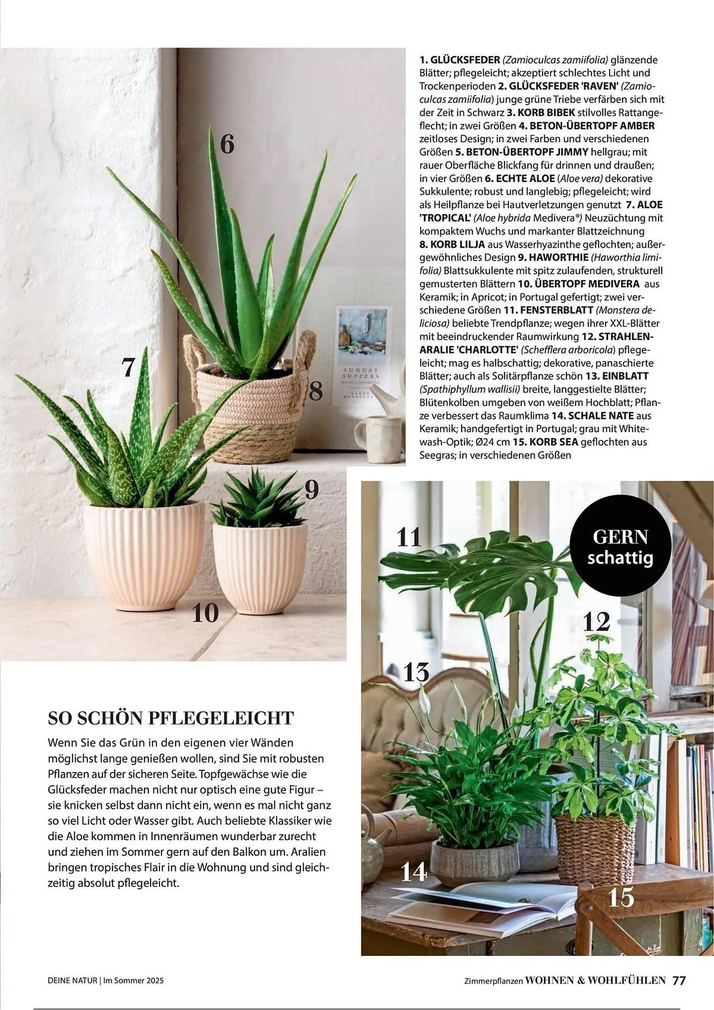 Dehner Prospekt von 1. Juli bis 31. Dezember 2025 - Prospekt seite 77