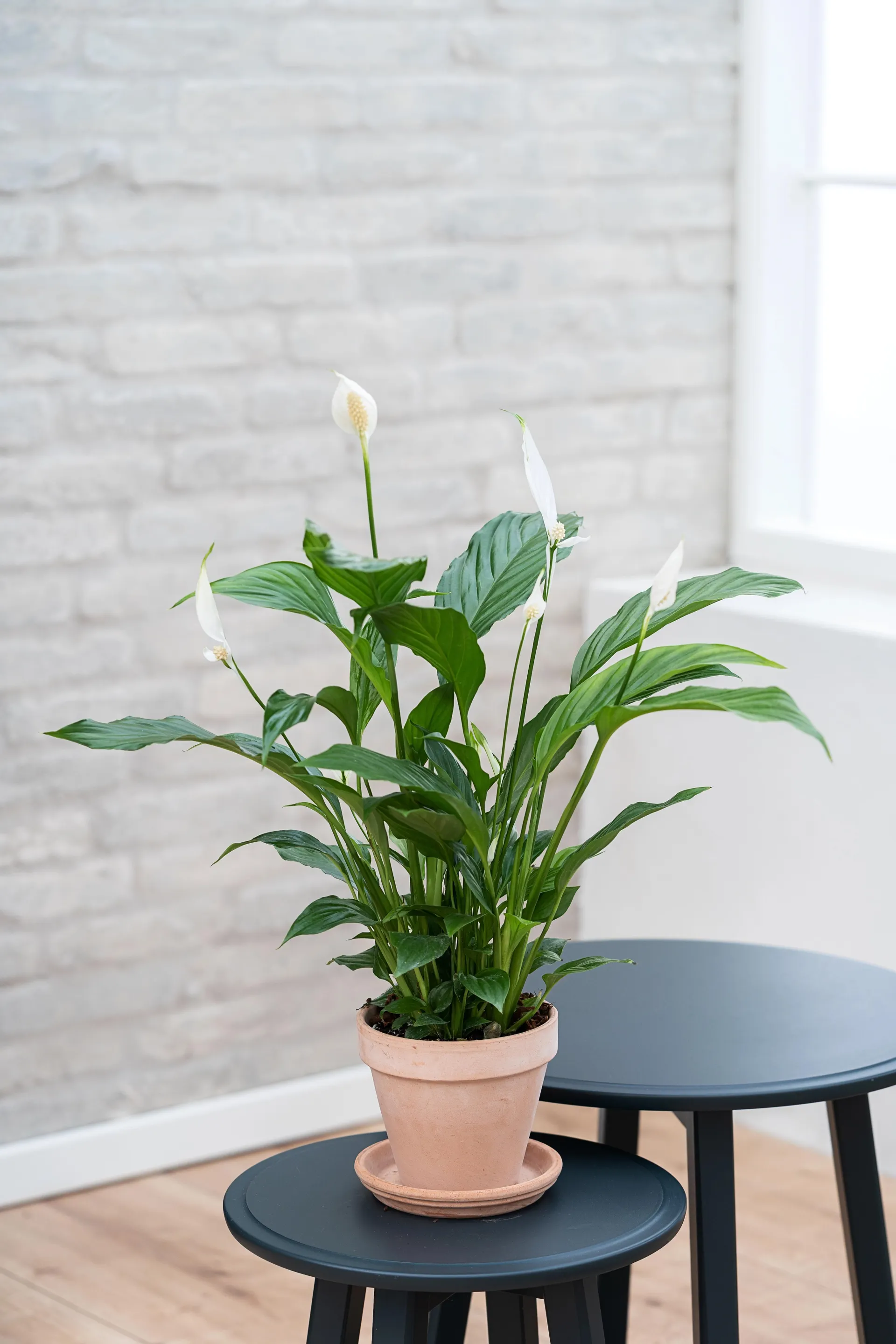 Fredslilje, Spathiphyllum strauss, Ø13 cm potte