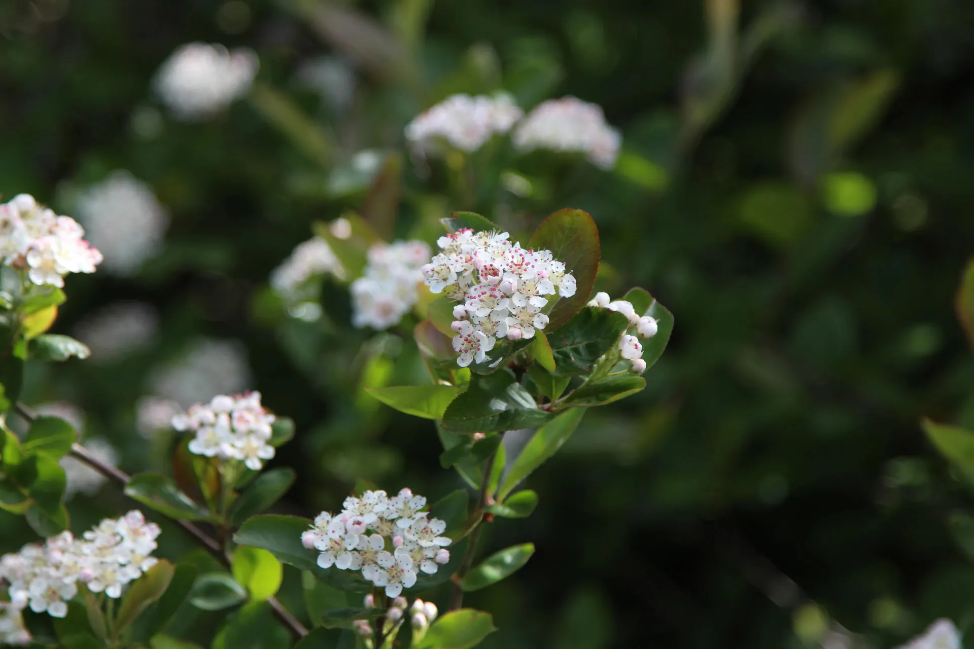 Surbær, Aronia mel. 'Aron, 5 liter potte
