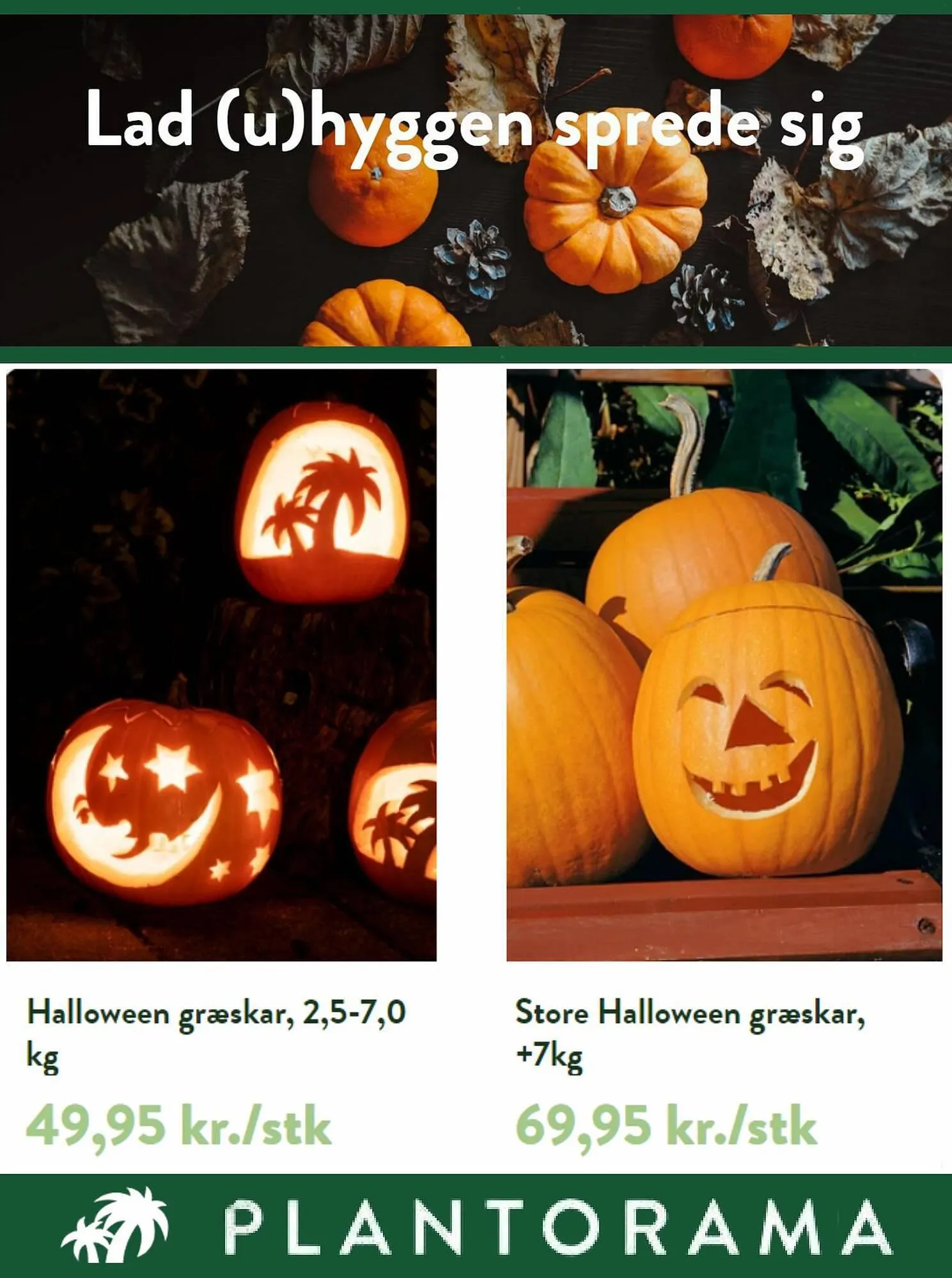 Plantorama tilbudsavis Gyldig indtil 16. oktober - 31. oktober 2023 - tilbudsavis side 3