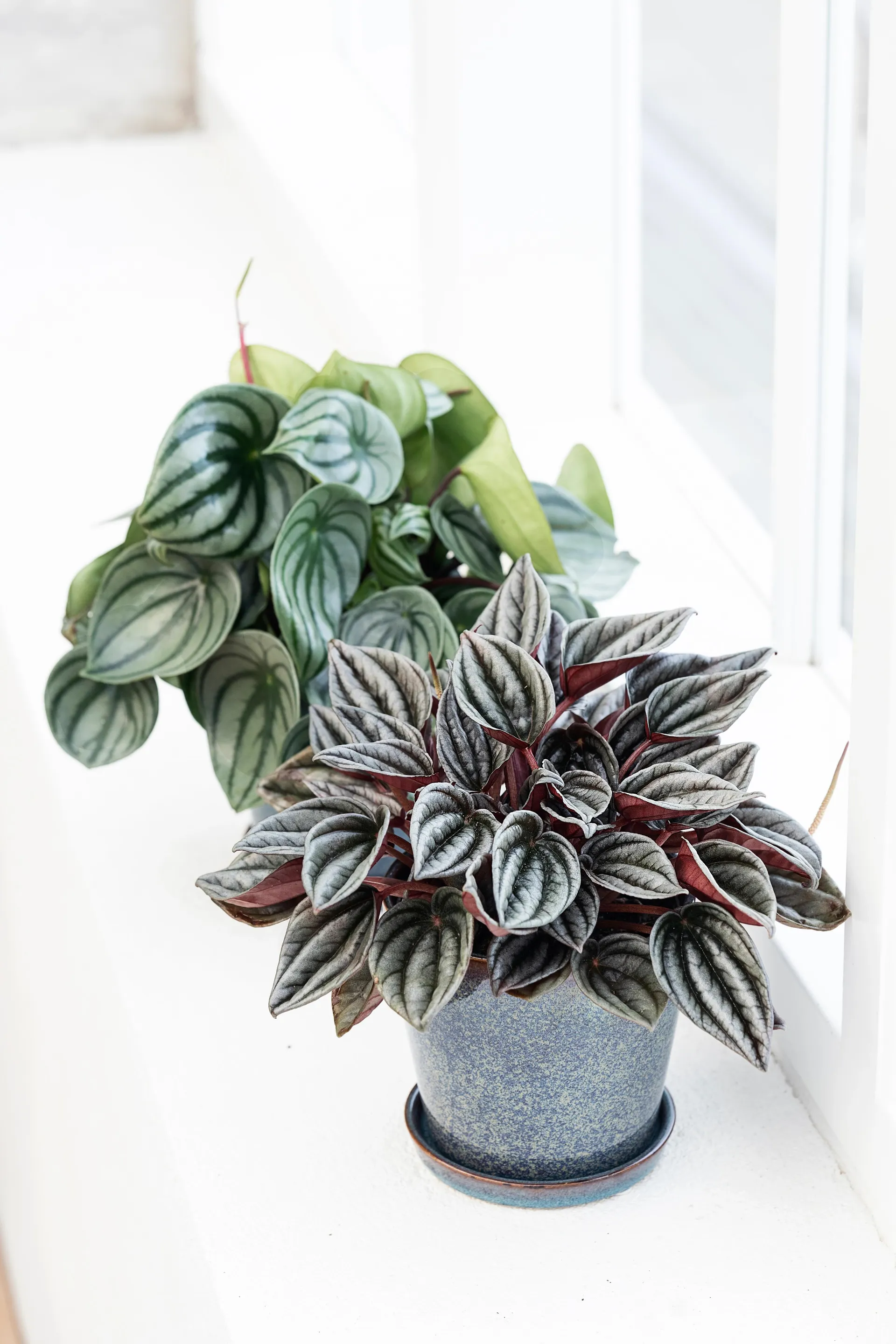 Radiatorplante, Peperomia Caperata Mendoza, Ø11 cm potte