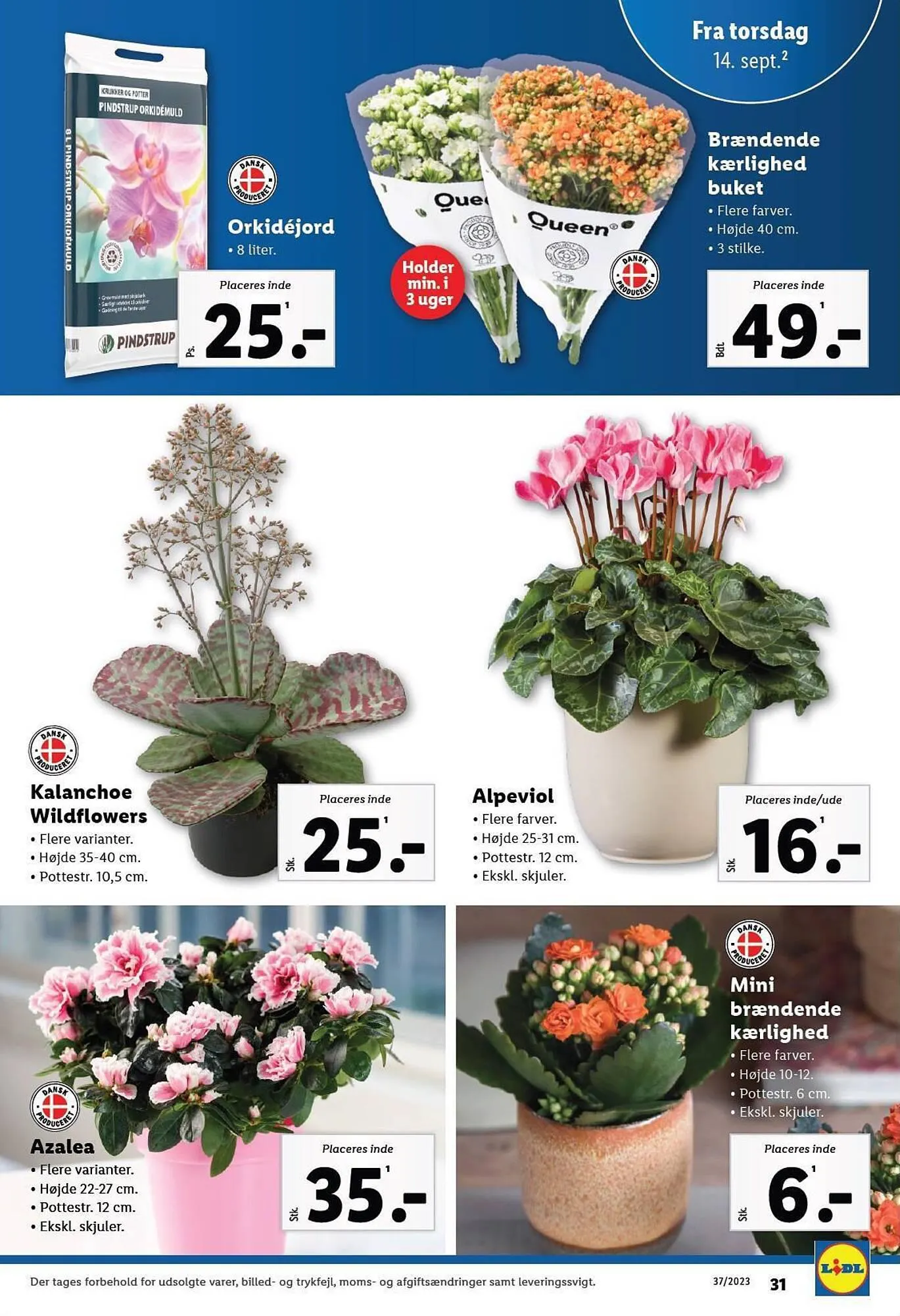 Lidl tilbudsavis Gyldig indtil 10. september - 16. september 2023 - tilbudsavis side 31