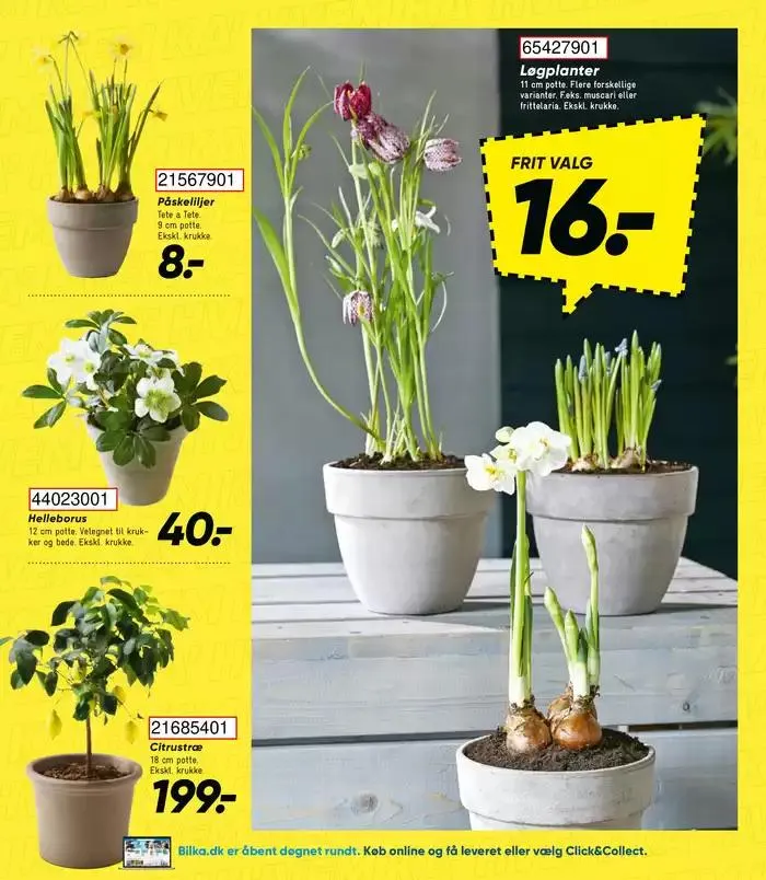 Eksklusive tilbud til vores kunder Gyldig indtil 8. januar - 15. januar 2025 - tilbudsavis side 31