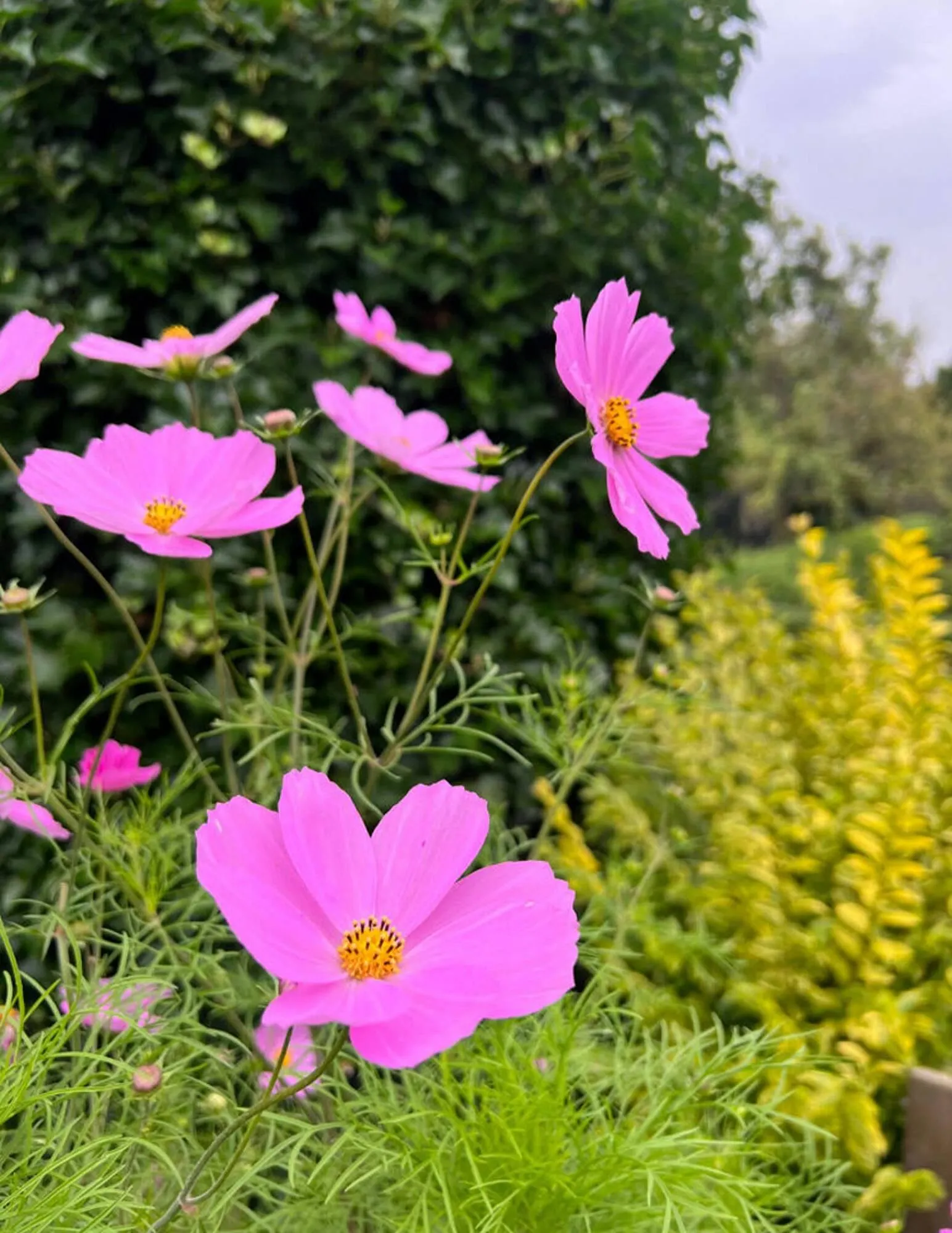 Plantorama tilbudsavis Gyldig indtil 28. august - 11. september 2023 - tilbudsavis side 3