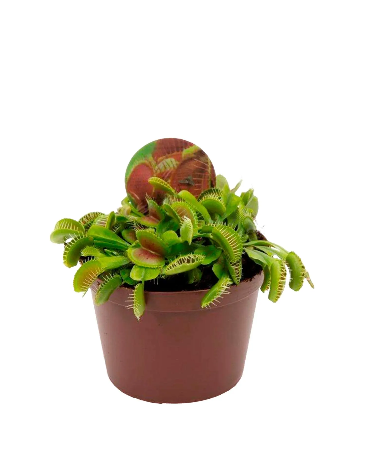 Fluefanger, Dionaea muscipula, Ø12,5 cm potte